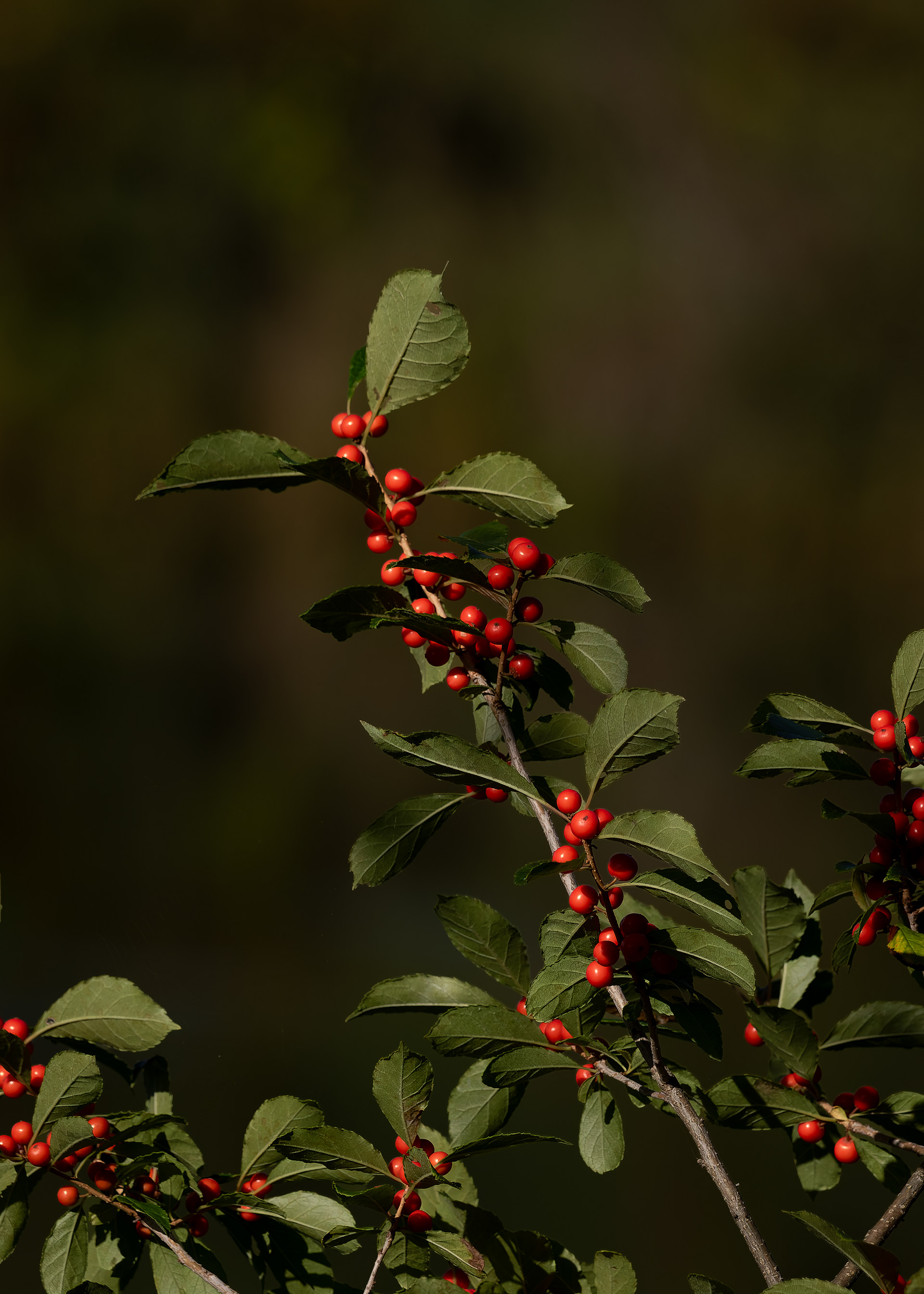 Red Berries