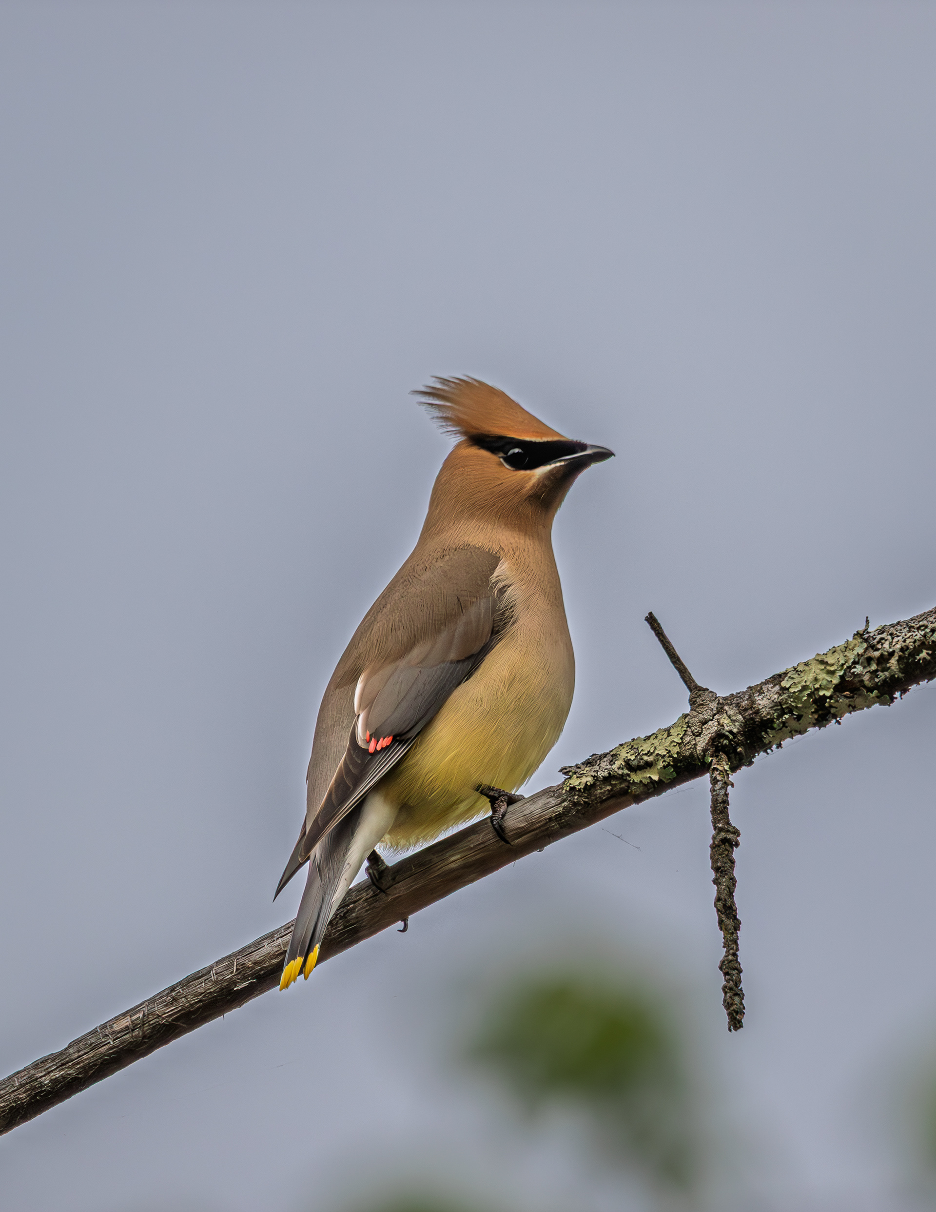Cedar Waxwing - May 27, 2026