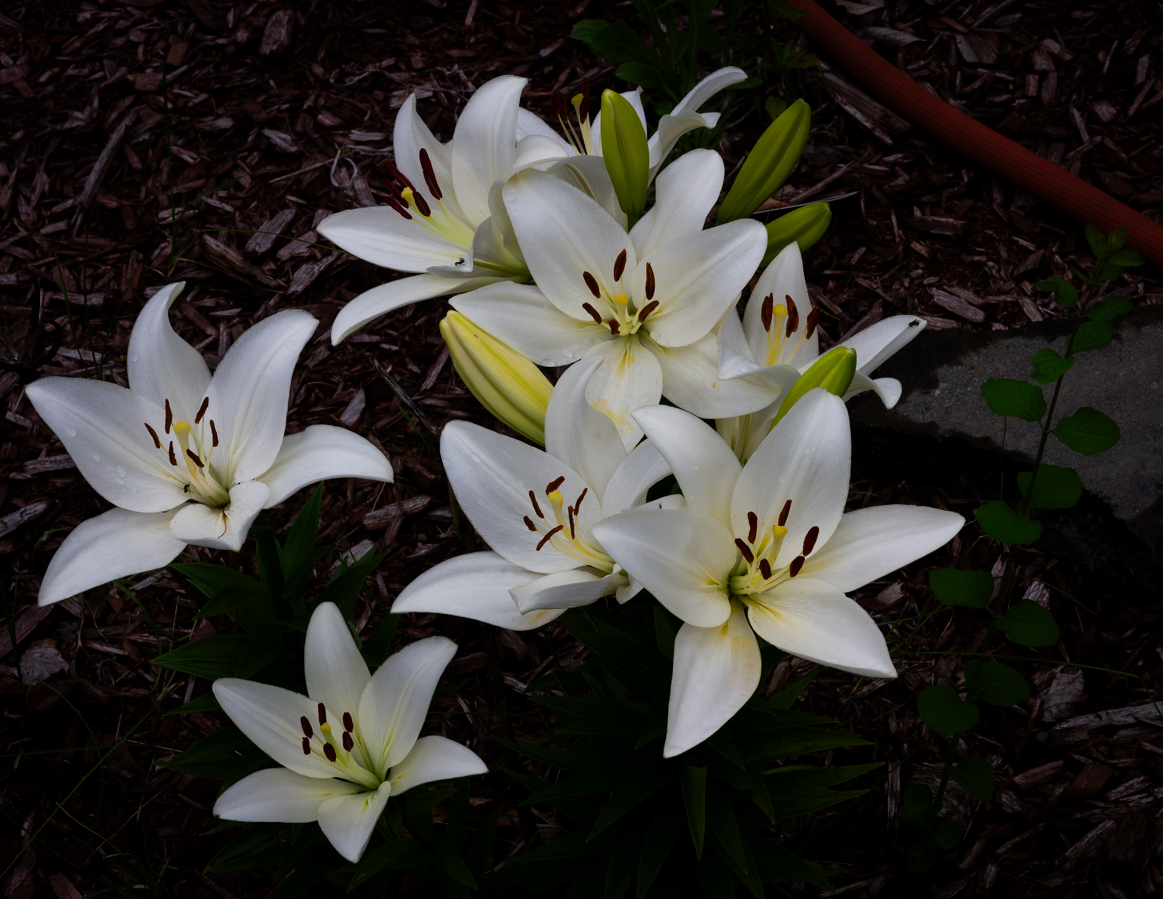 Asiatic Lilys