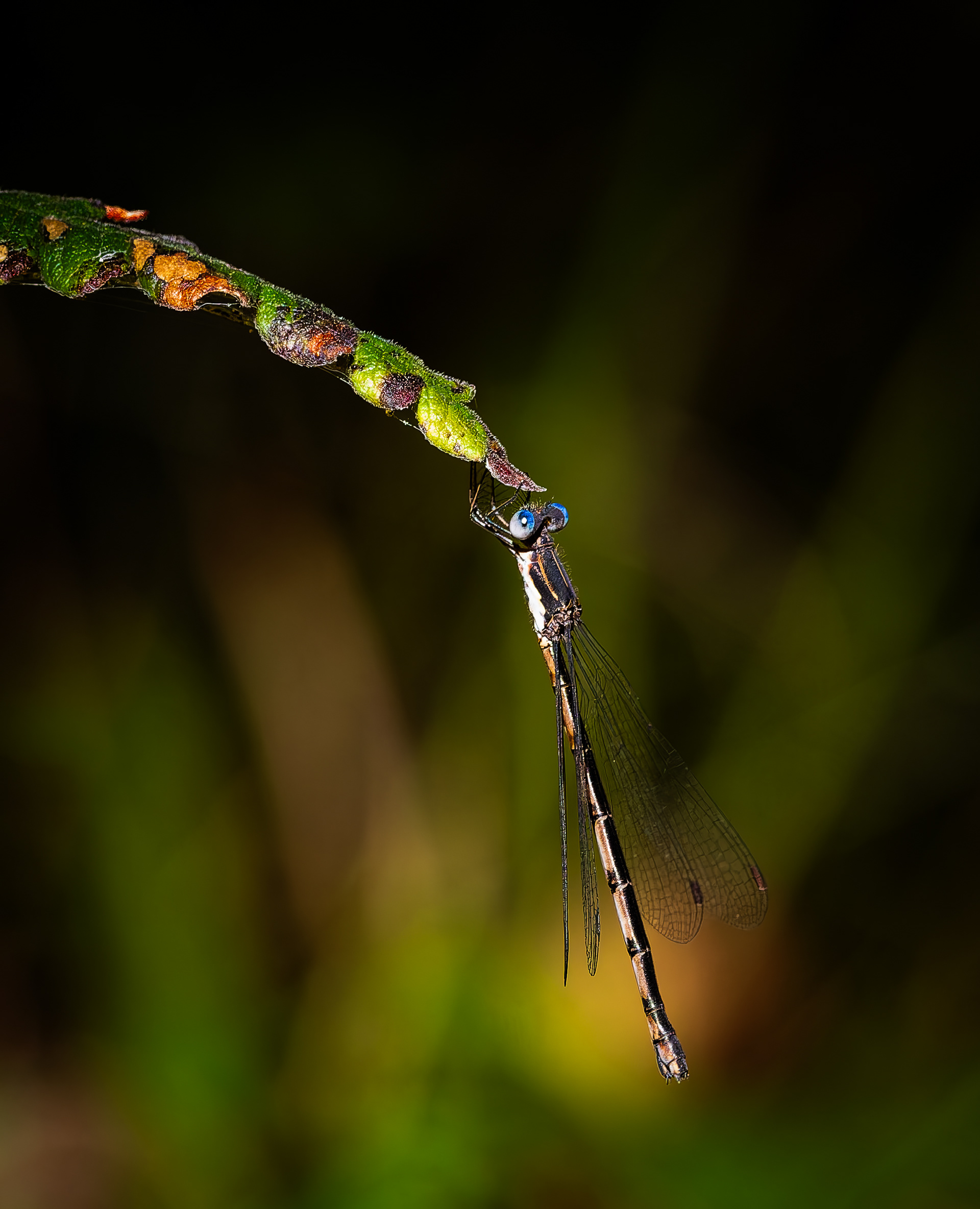 Damselfly No2