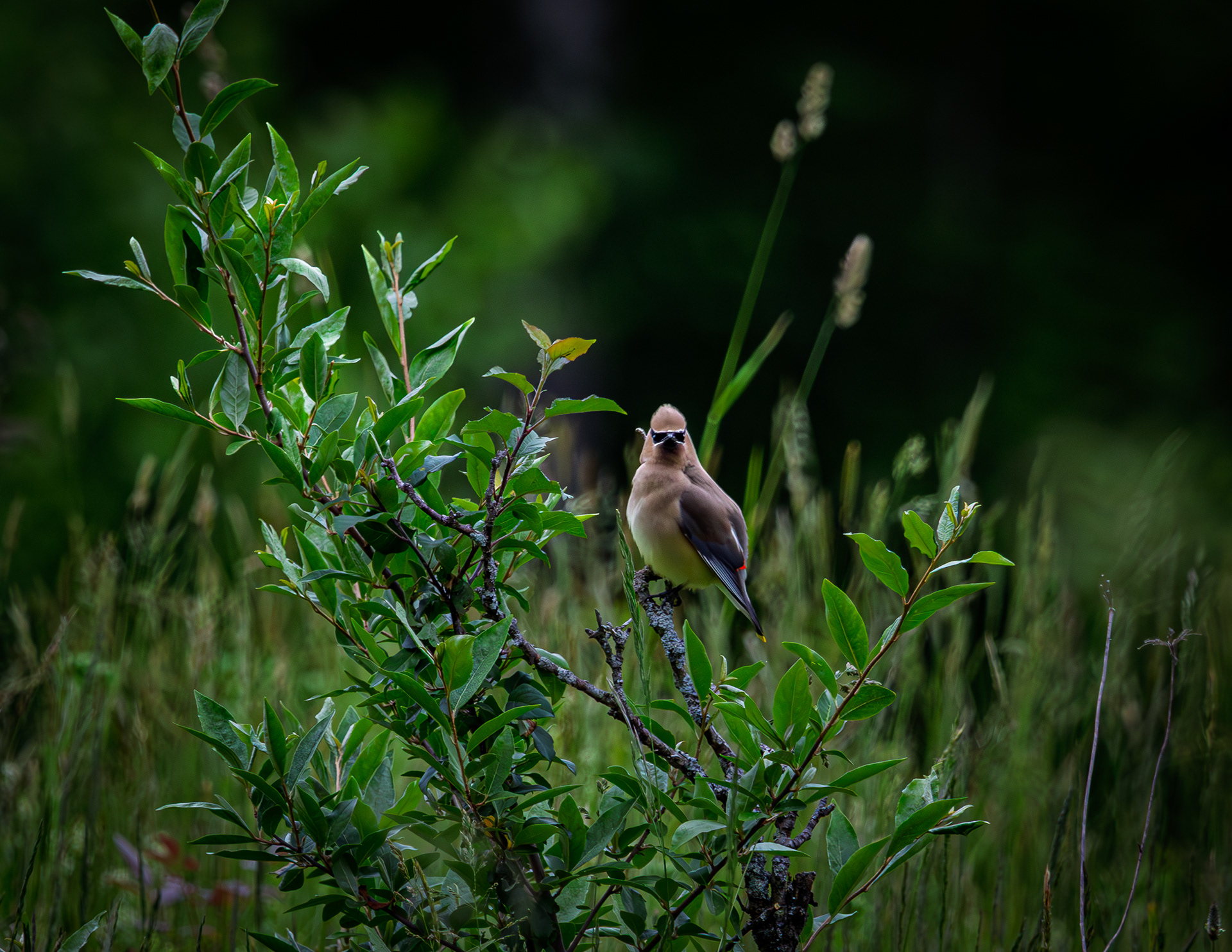 Cedar Waxwing No2