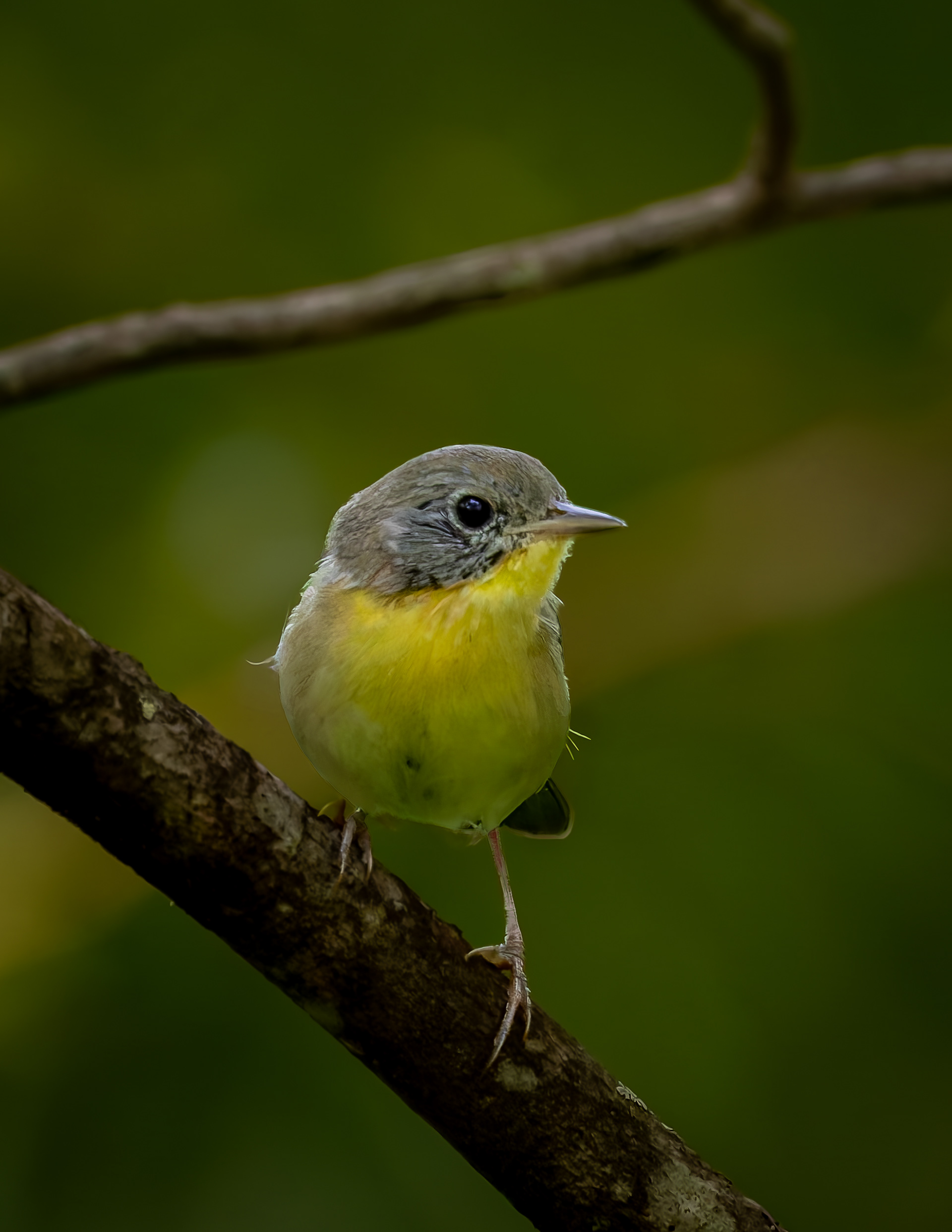 Common Yellowthroat No3