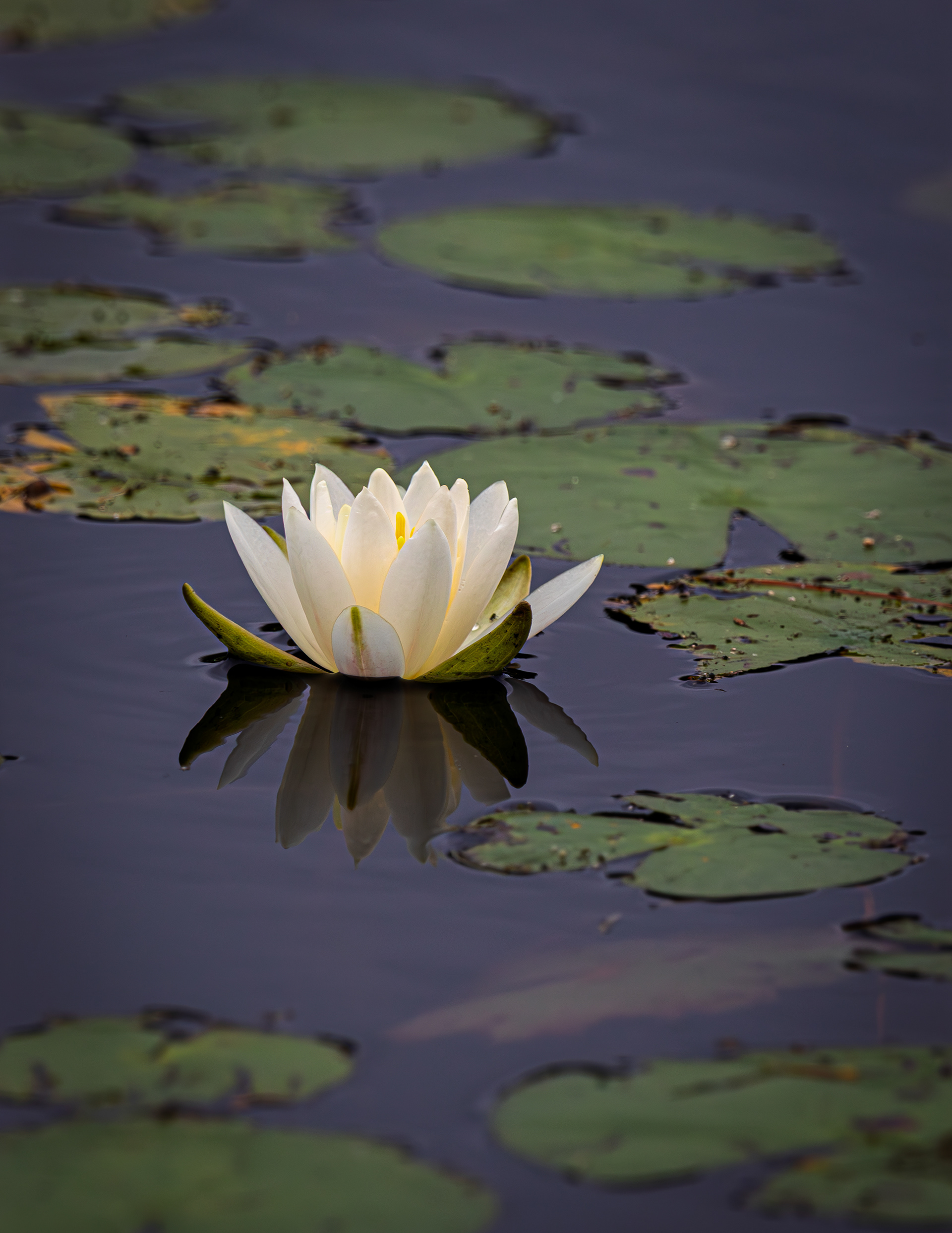 Water Lily at CSV No2