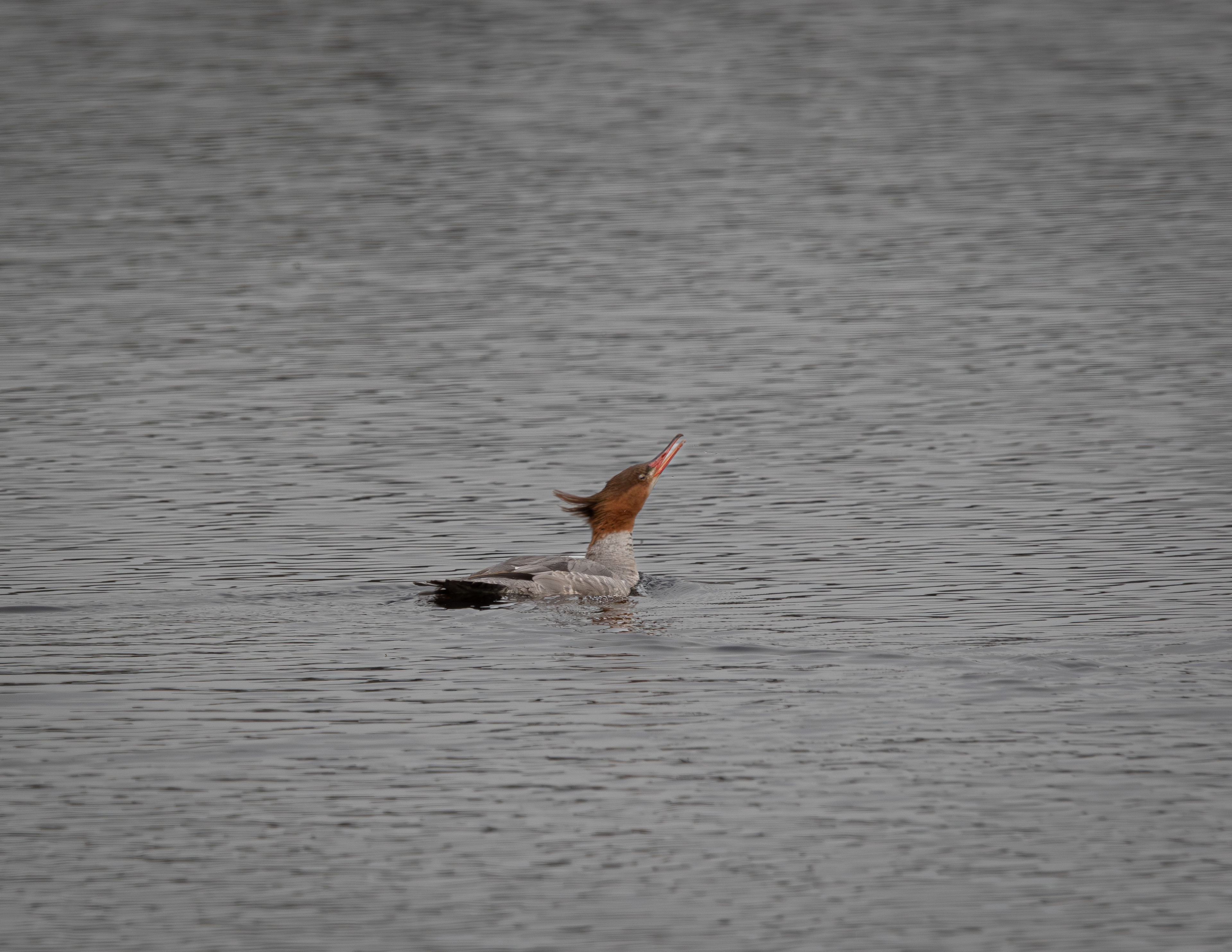Female Common Merganser at Shellcamp