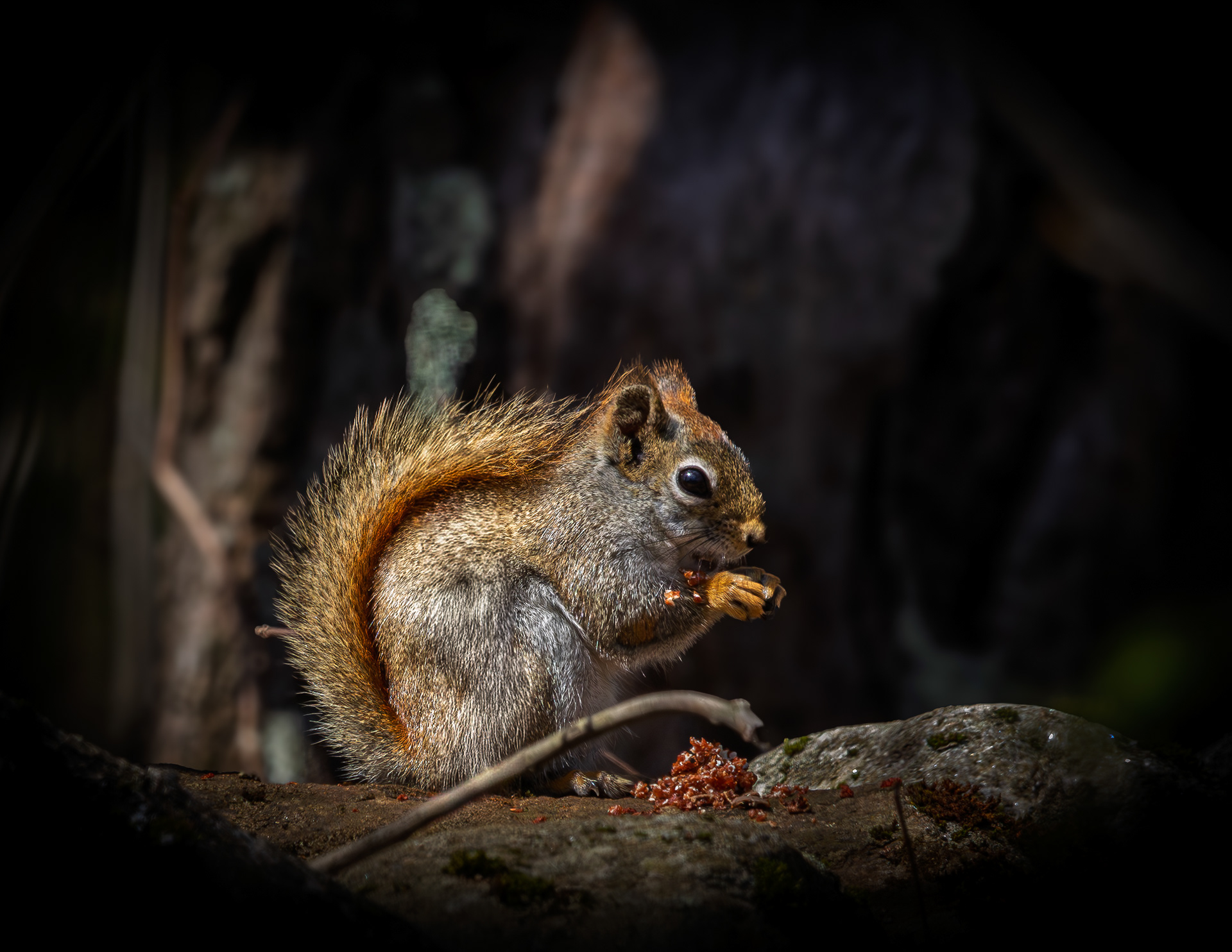Red Squirrel