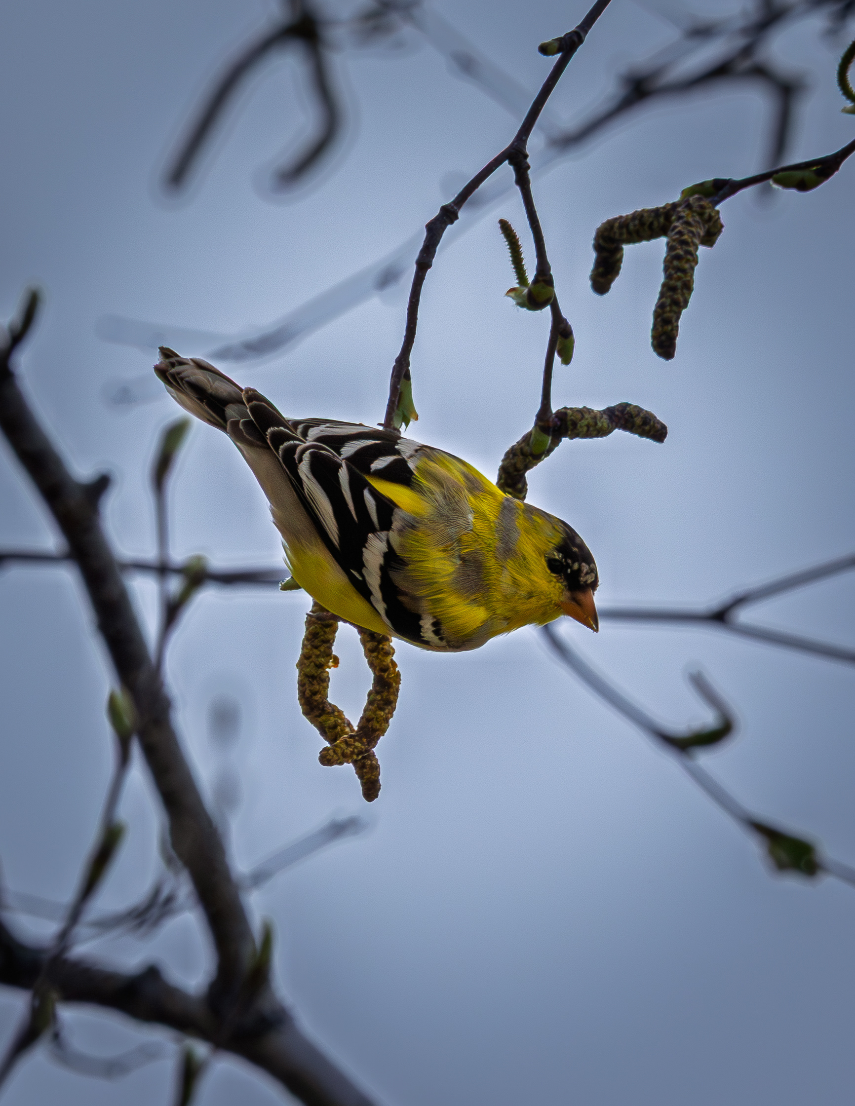 Goldfinch