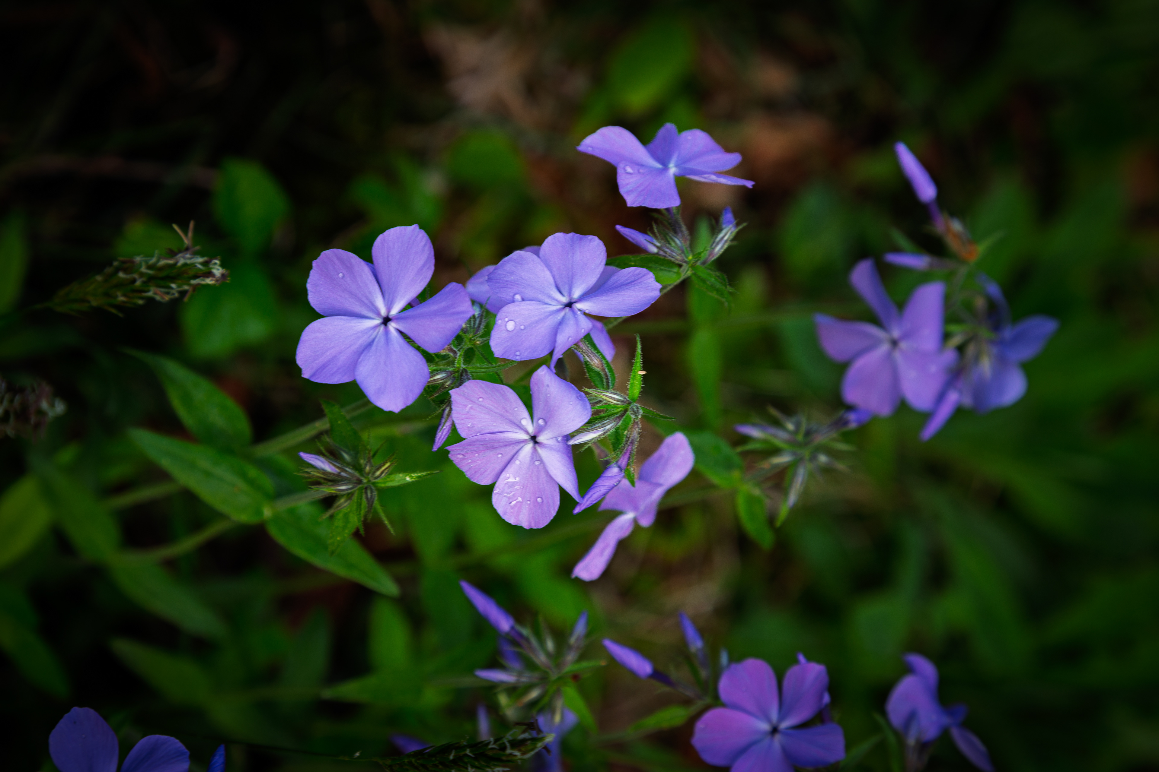 Garden Phlox