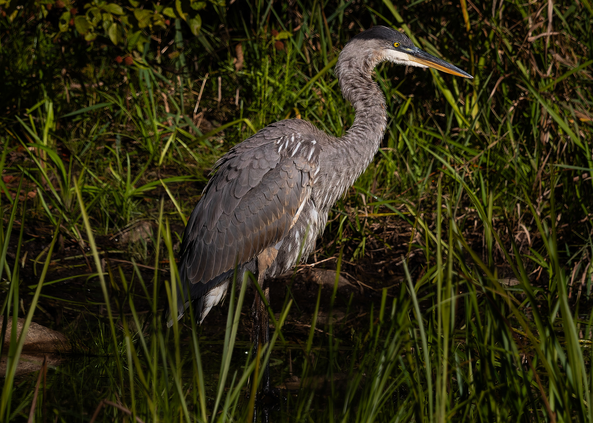 Great Blue Heron No5 - September 16, 2026