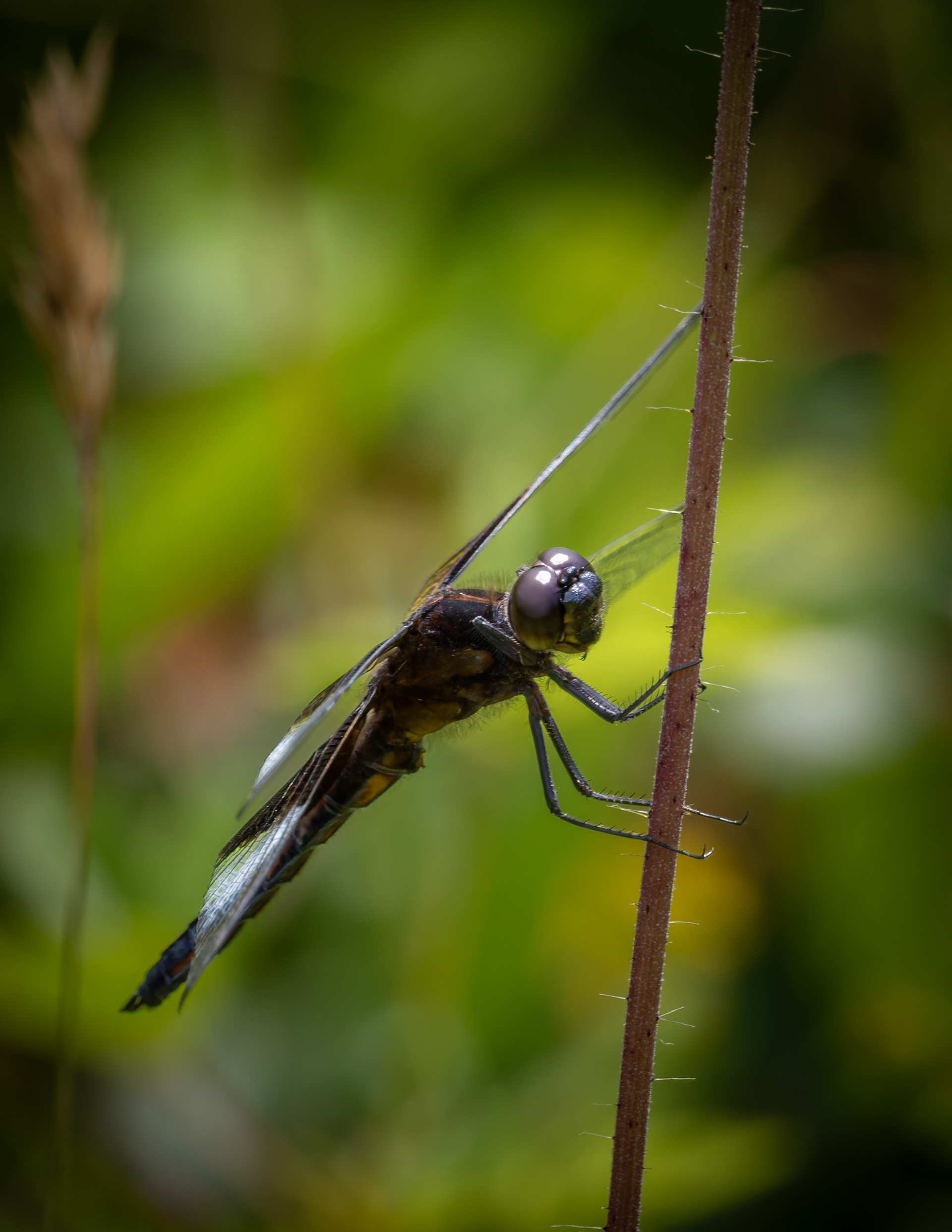 Dragonfly No5