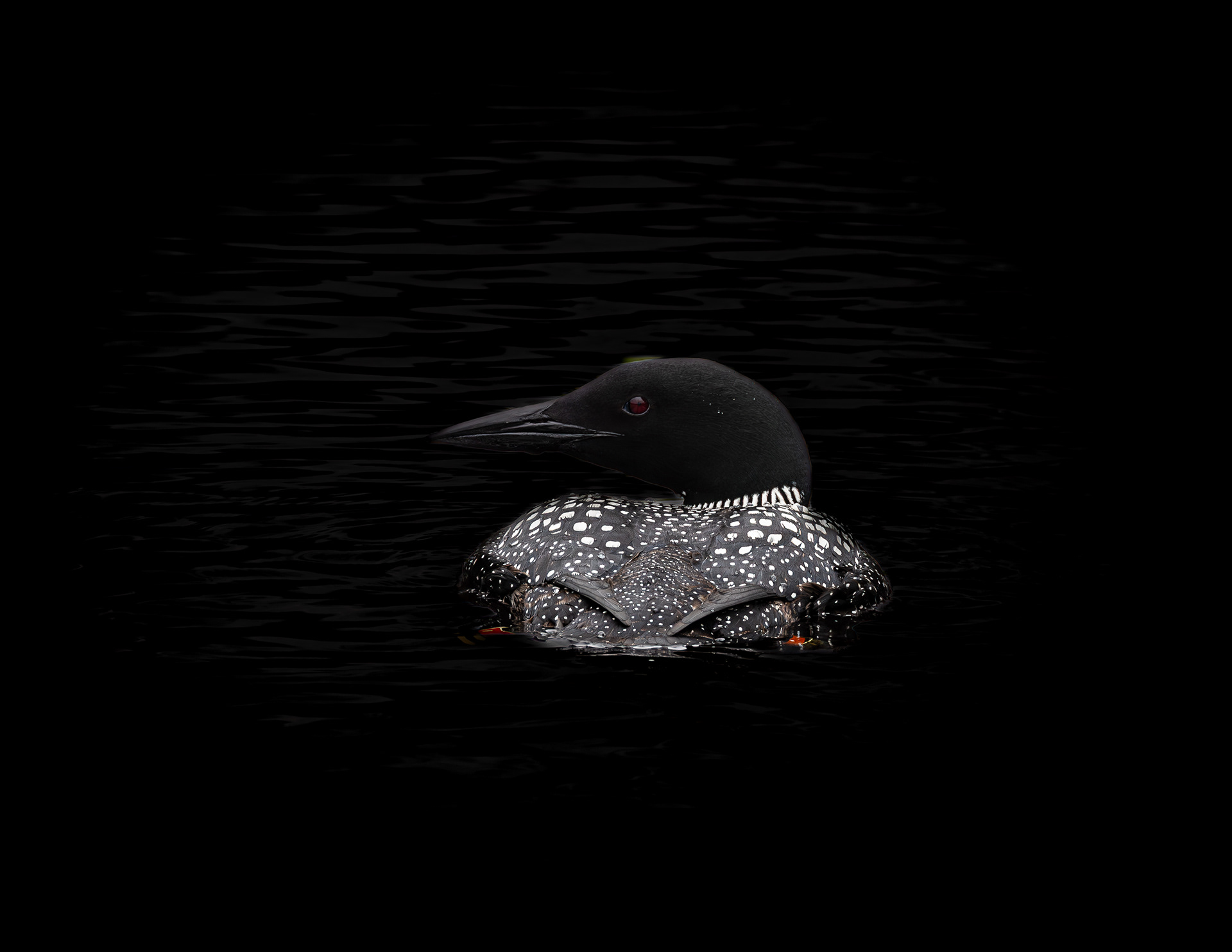 Common Loon No9