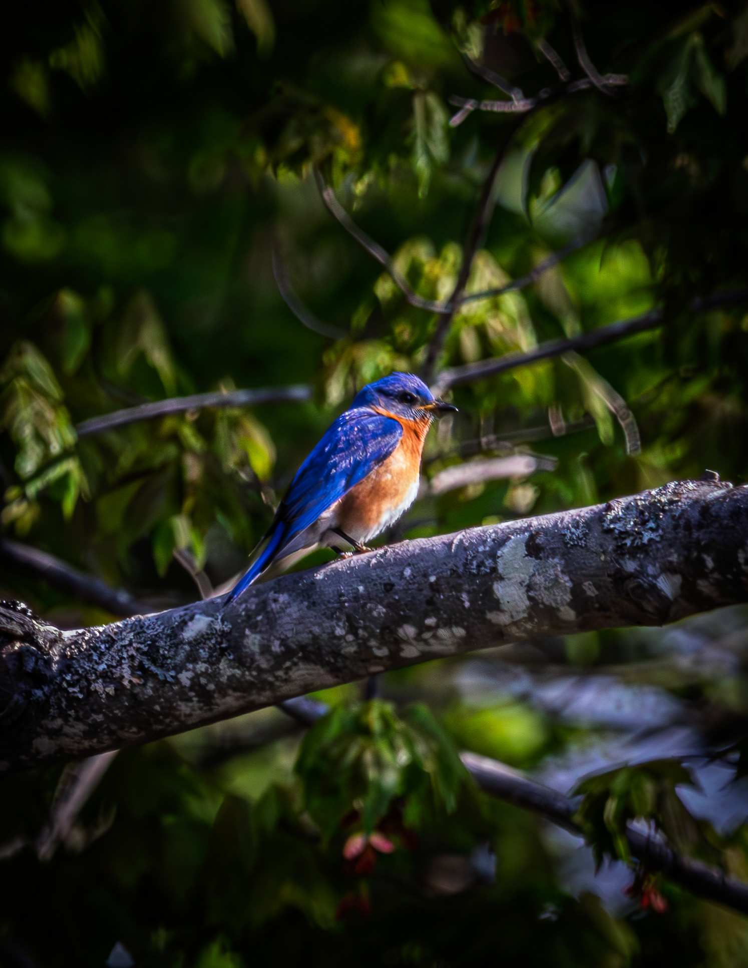 Eastern Bluebird No2