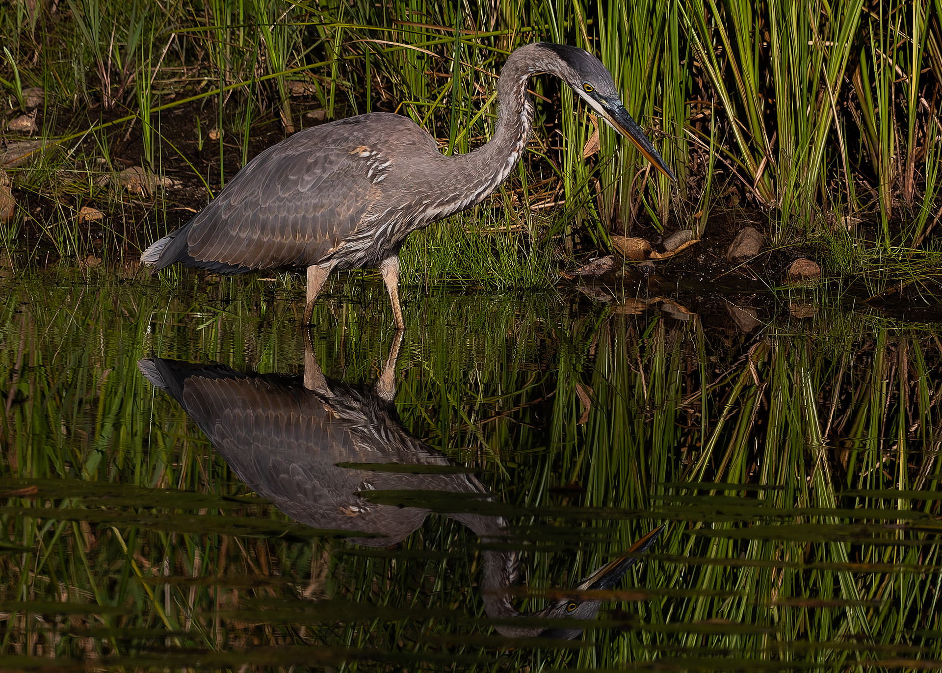 Great Blue Heron No2 - September 16, 2026