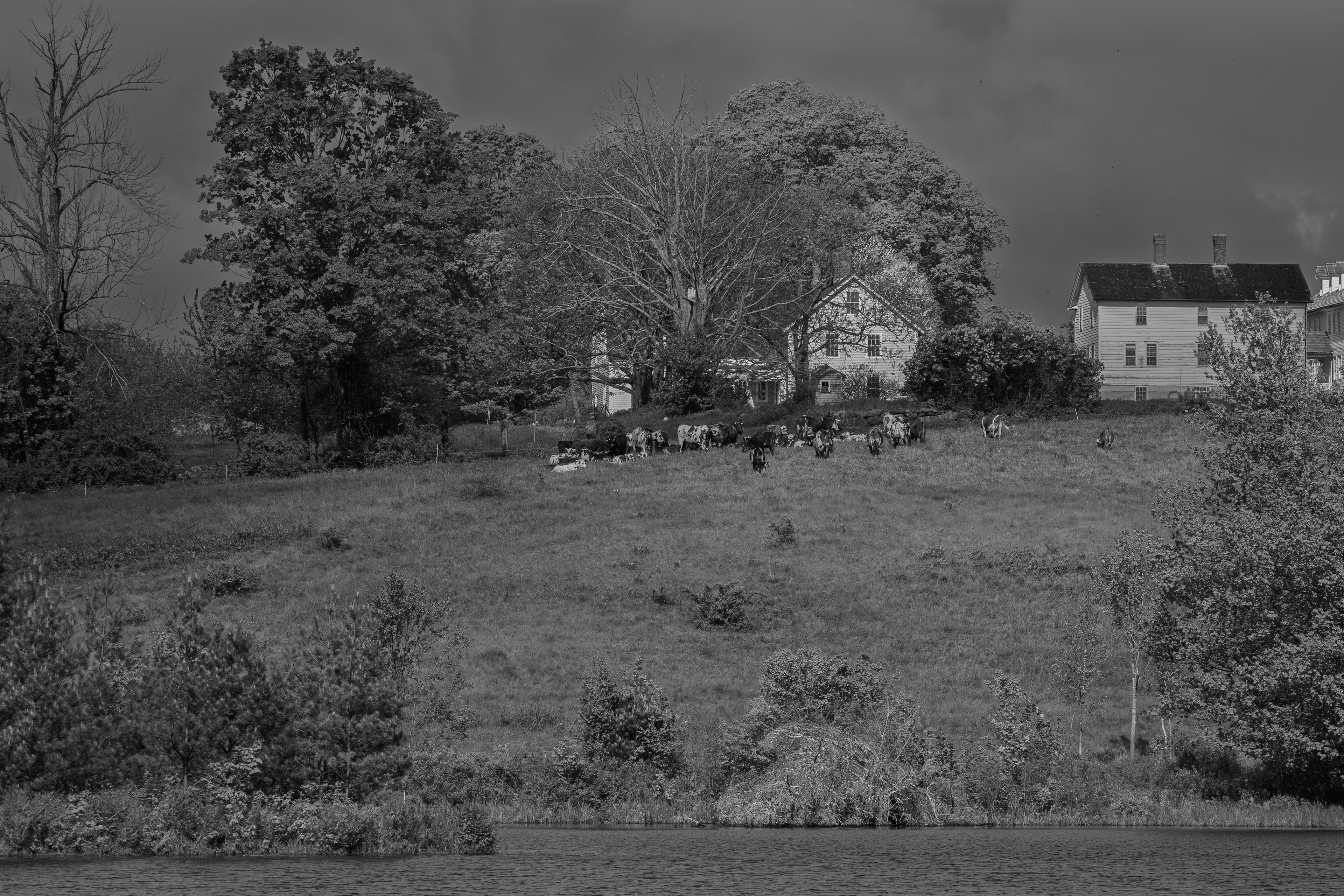 Cattle on the Hill at CSV - B&W - No1