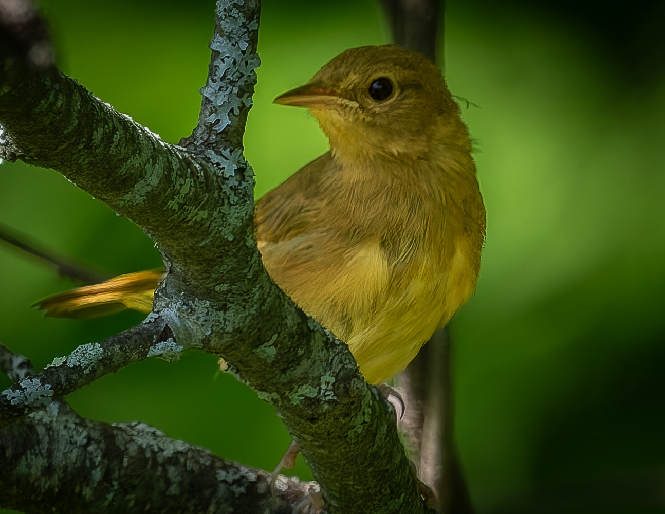 Common Yellowthroat - July 13, 2026