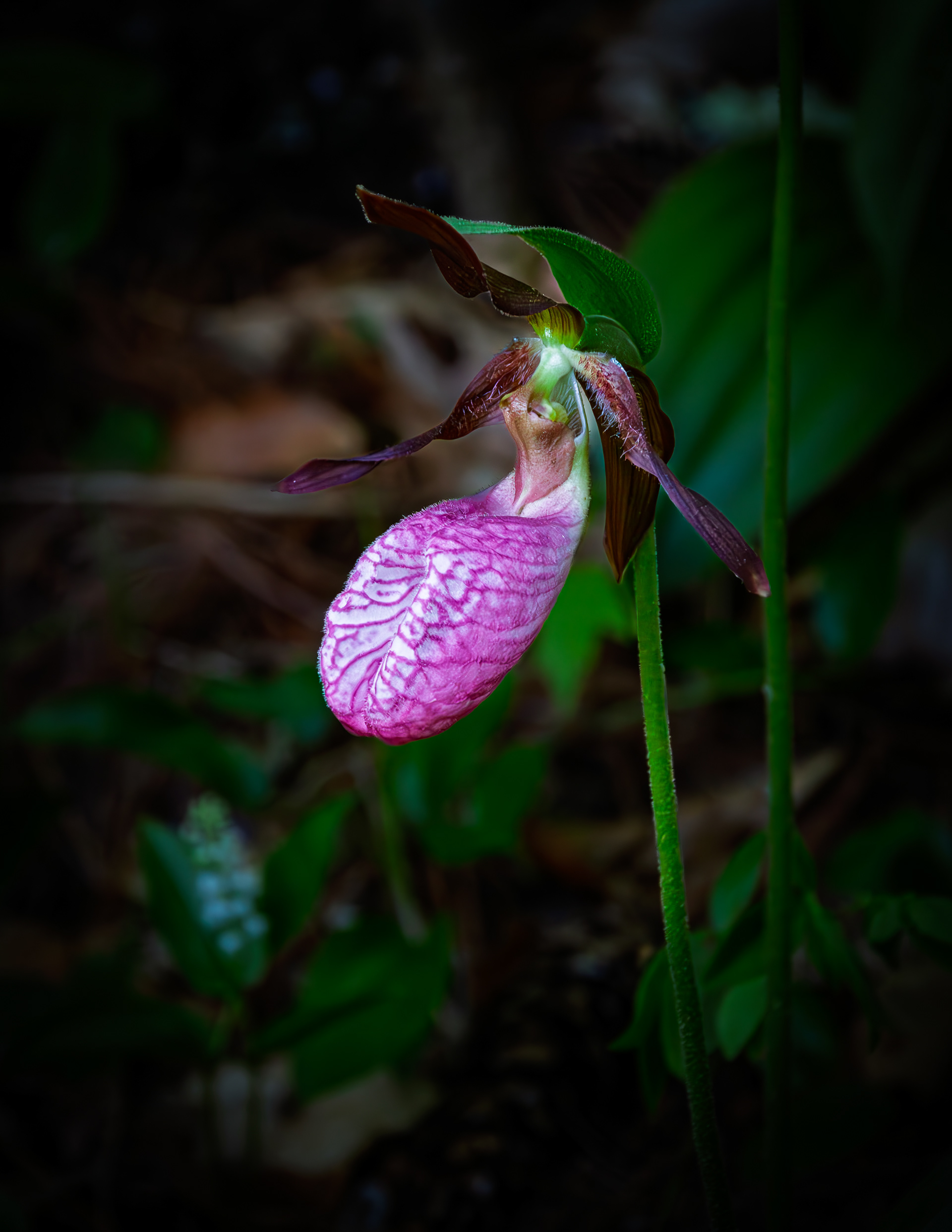 Lady Slipper
