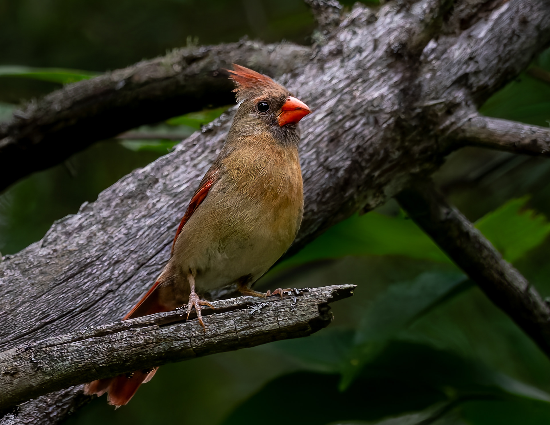 Female Northern Cardinal No2