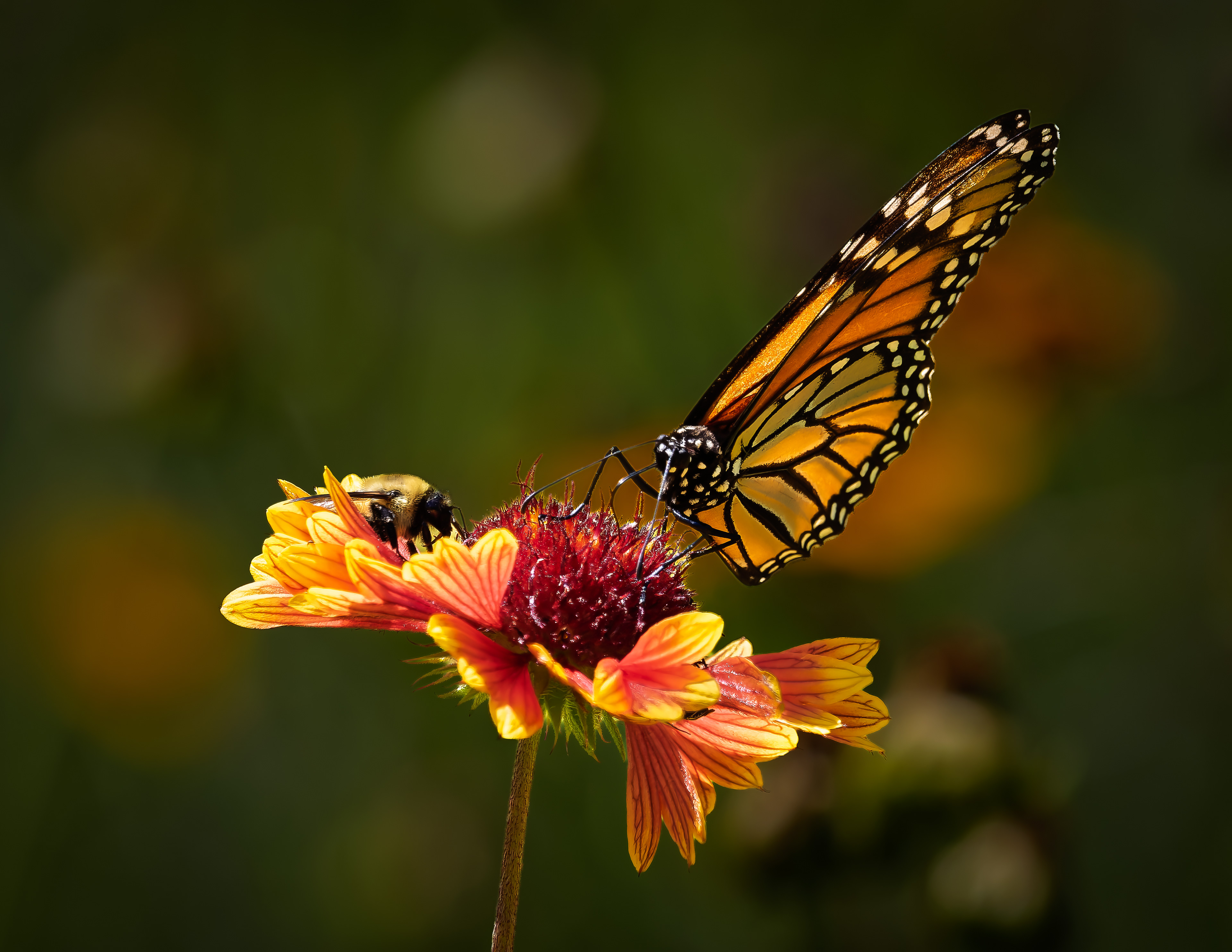 Monarch Butterfly & Bumblebee