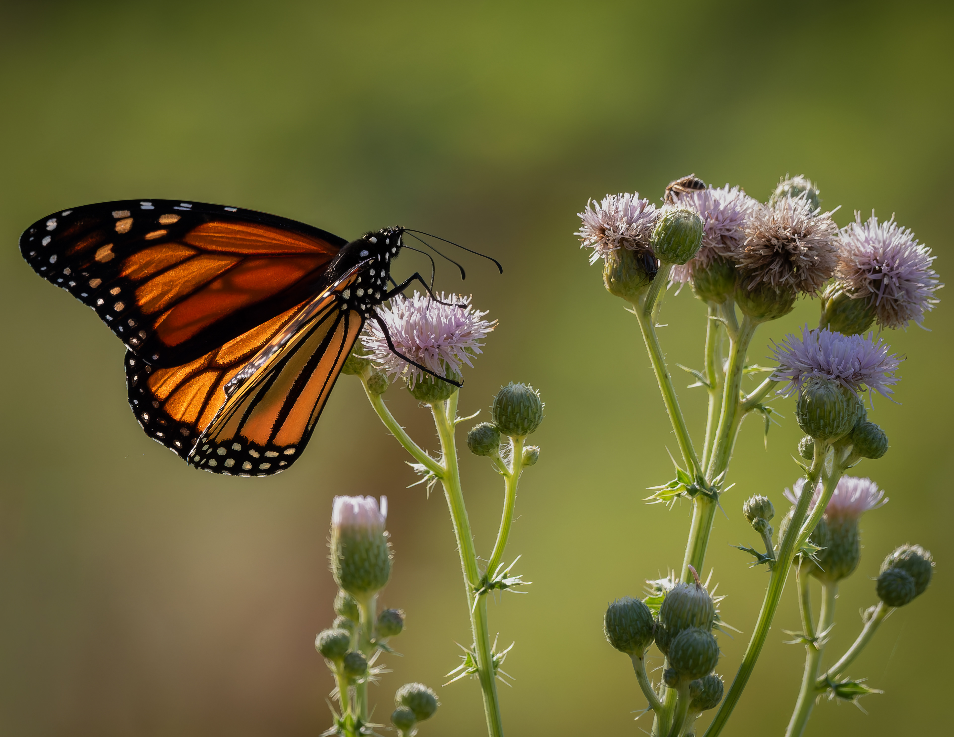 Monarch Butterfly