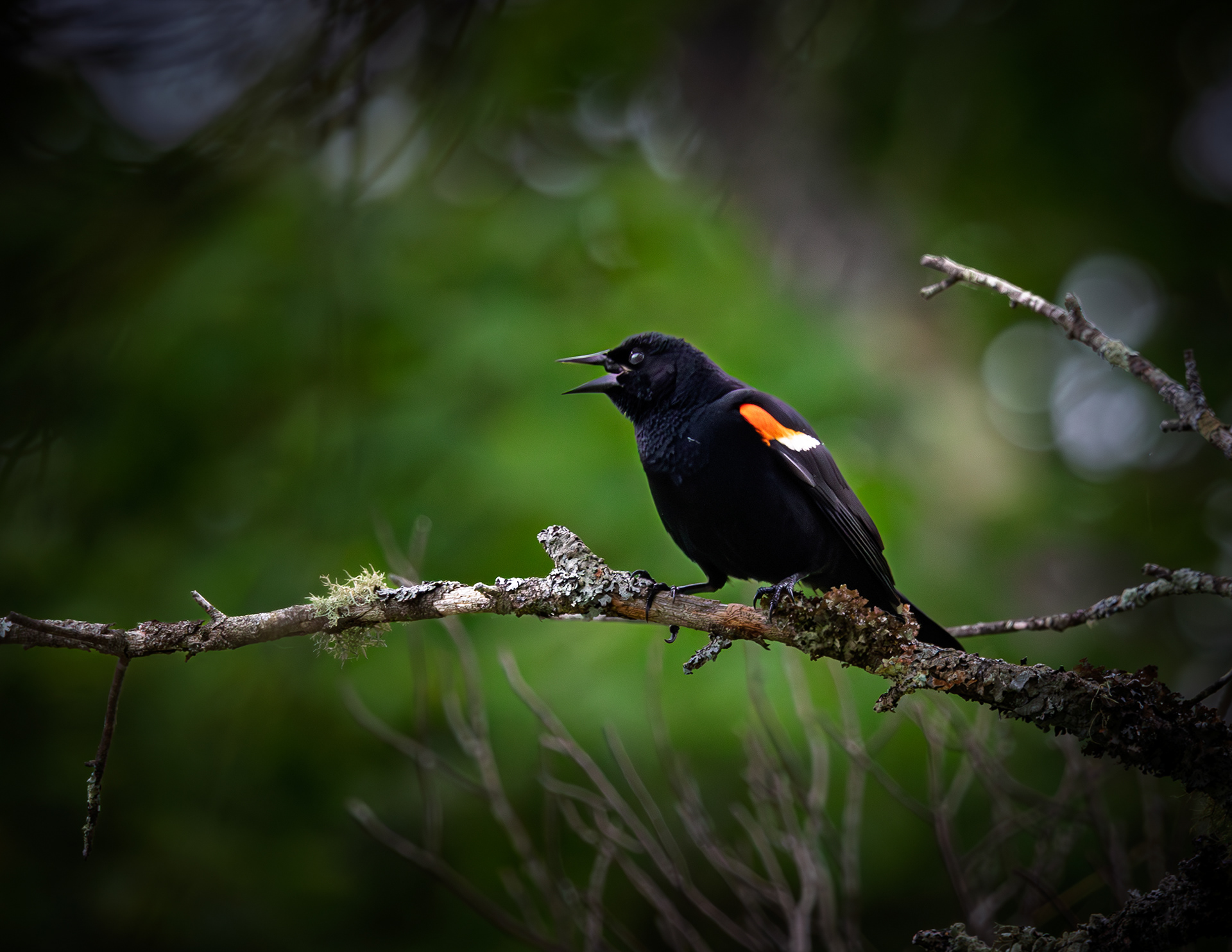Red-winged Blackbird No1