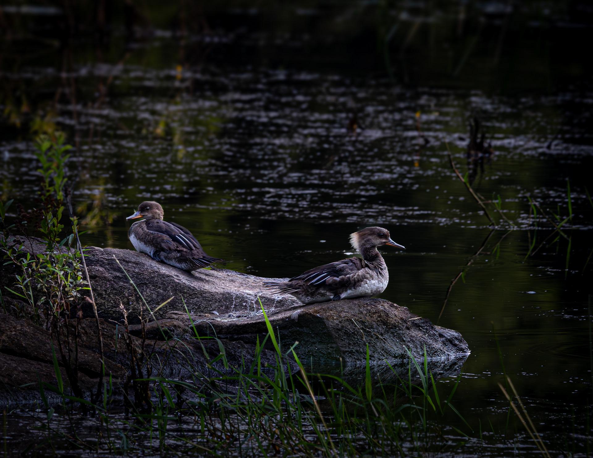 Female Hooded Mergansers - July 3, 2025