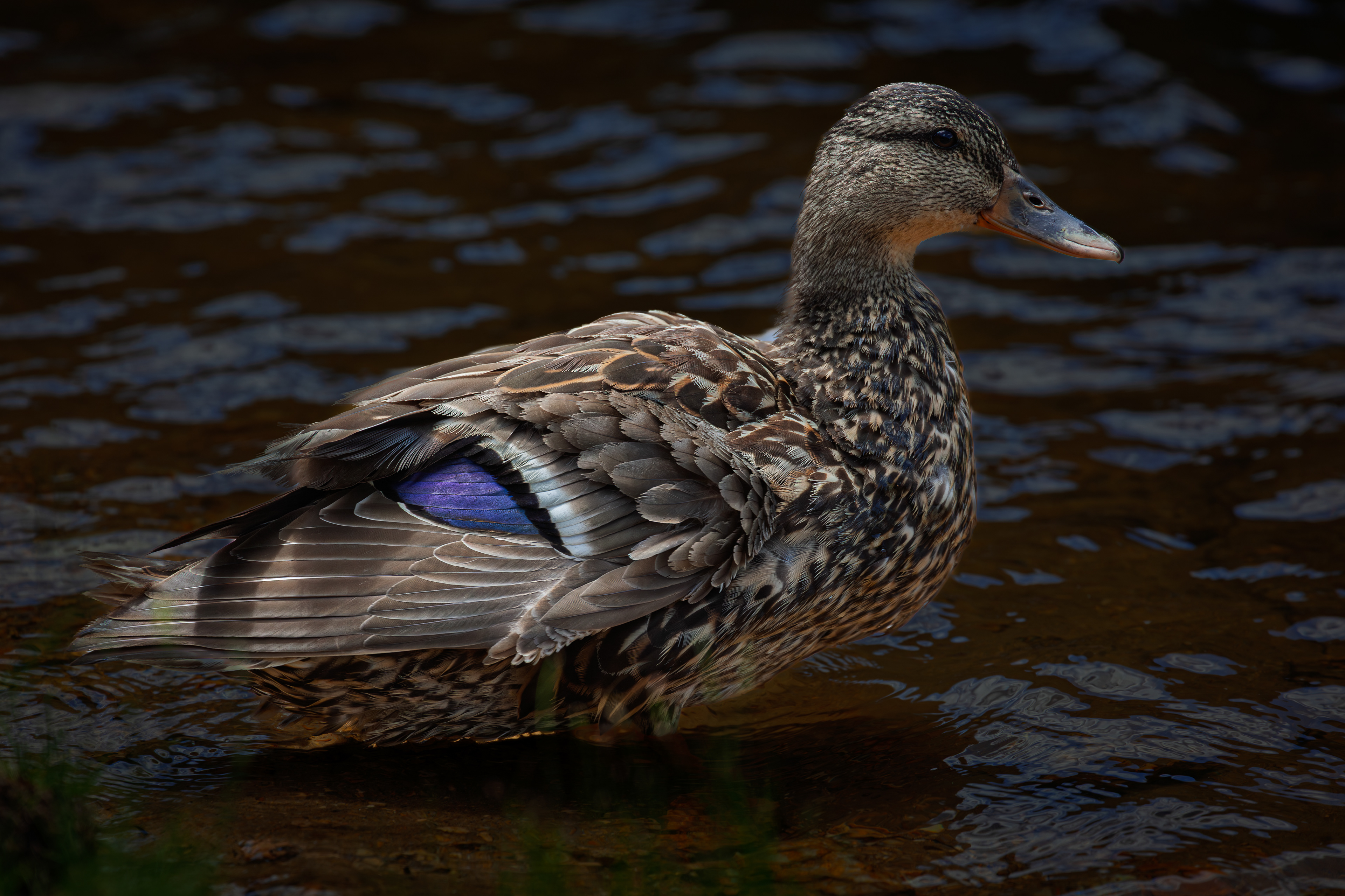 Mallard Hen at Willey Pond No1
