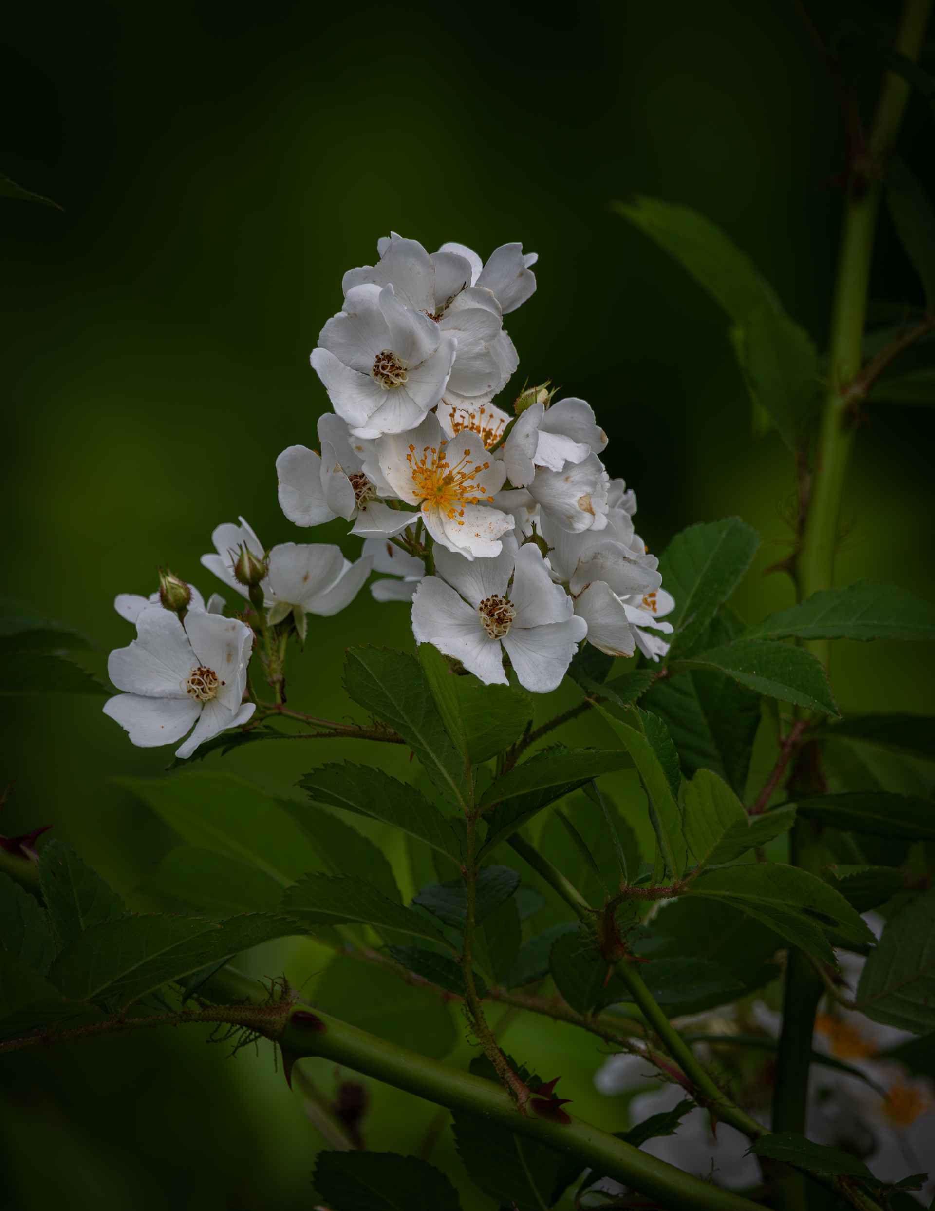Wildflowers at CSV No1