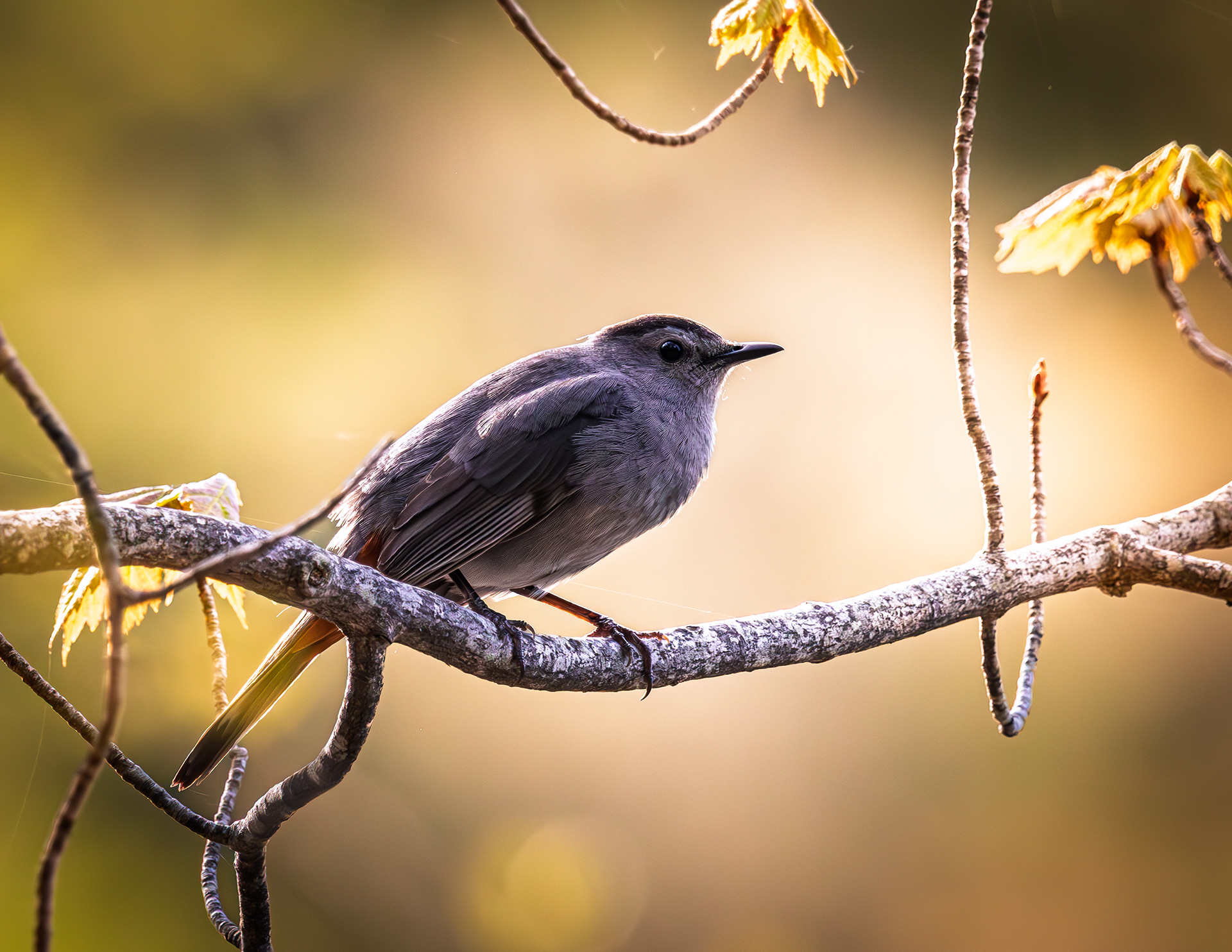 Catbird