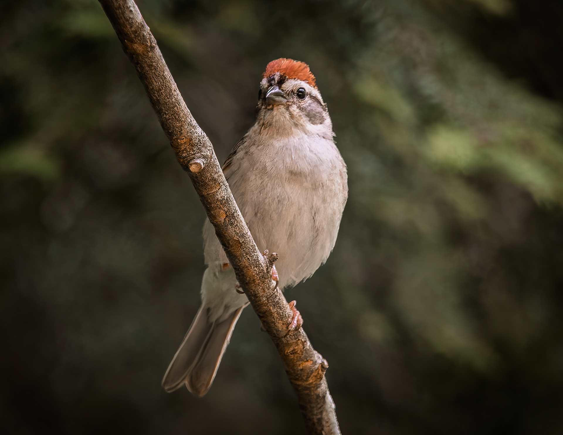 Chipping Sparrow - June 15, 2026