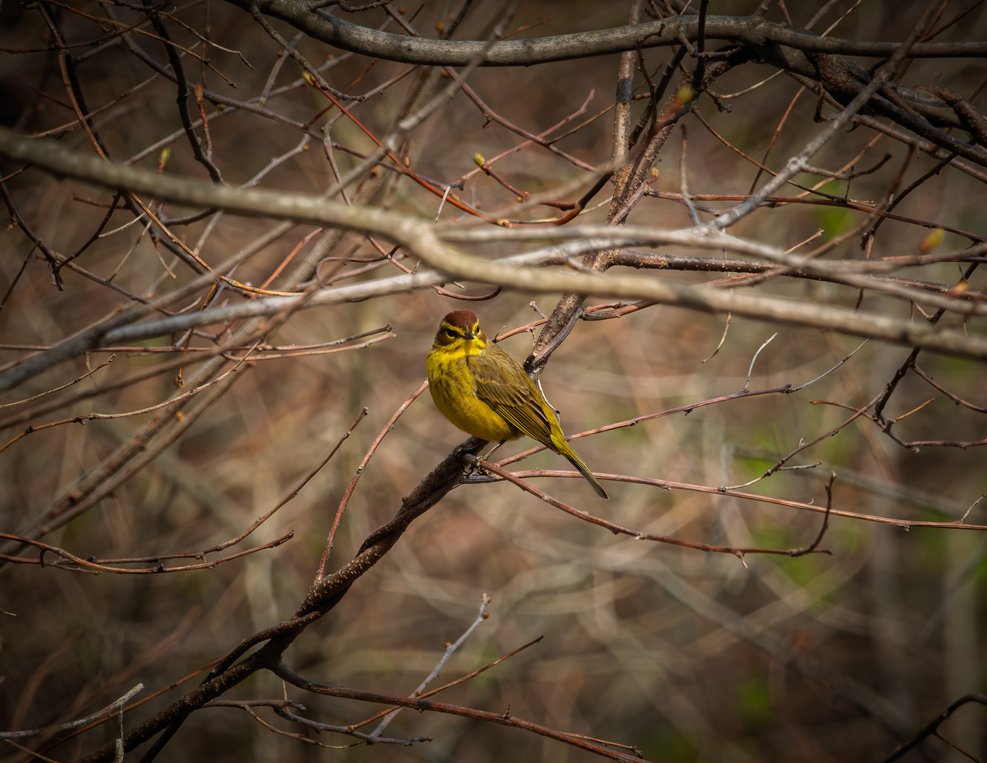 Palm Warbler at Factory Pond