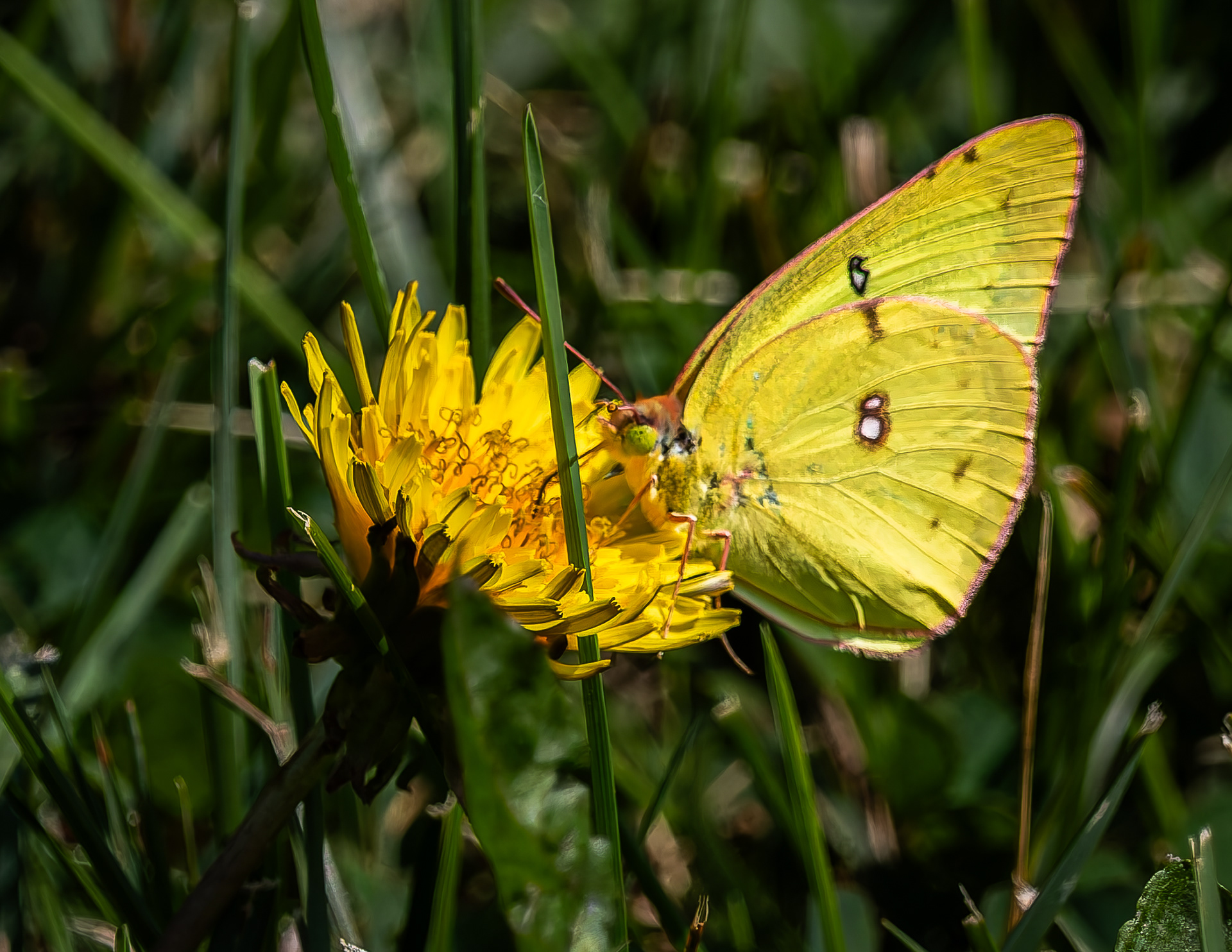 Clouded Sulphur Butterfly No1