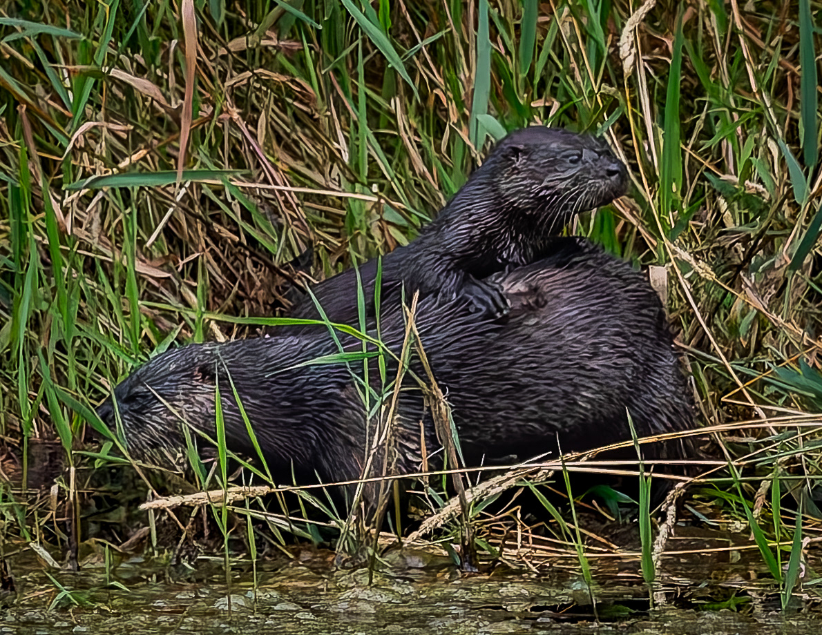 River Otters No5