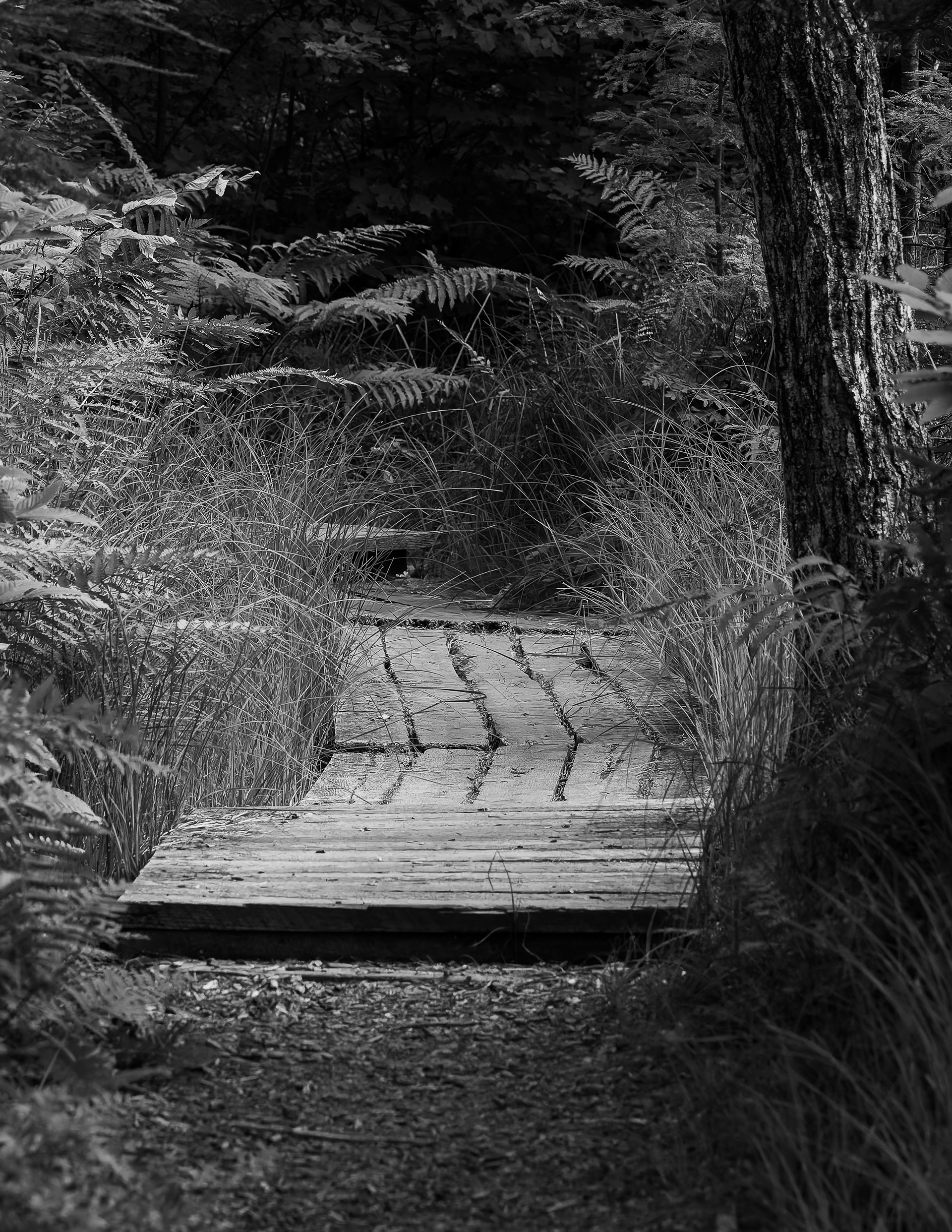 Trail at QBNA
