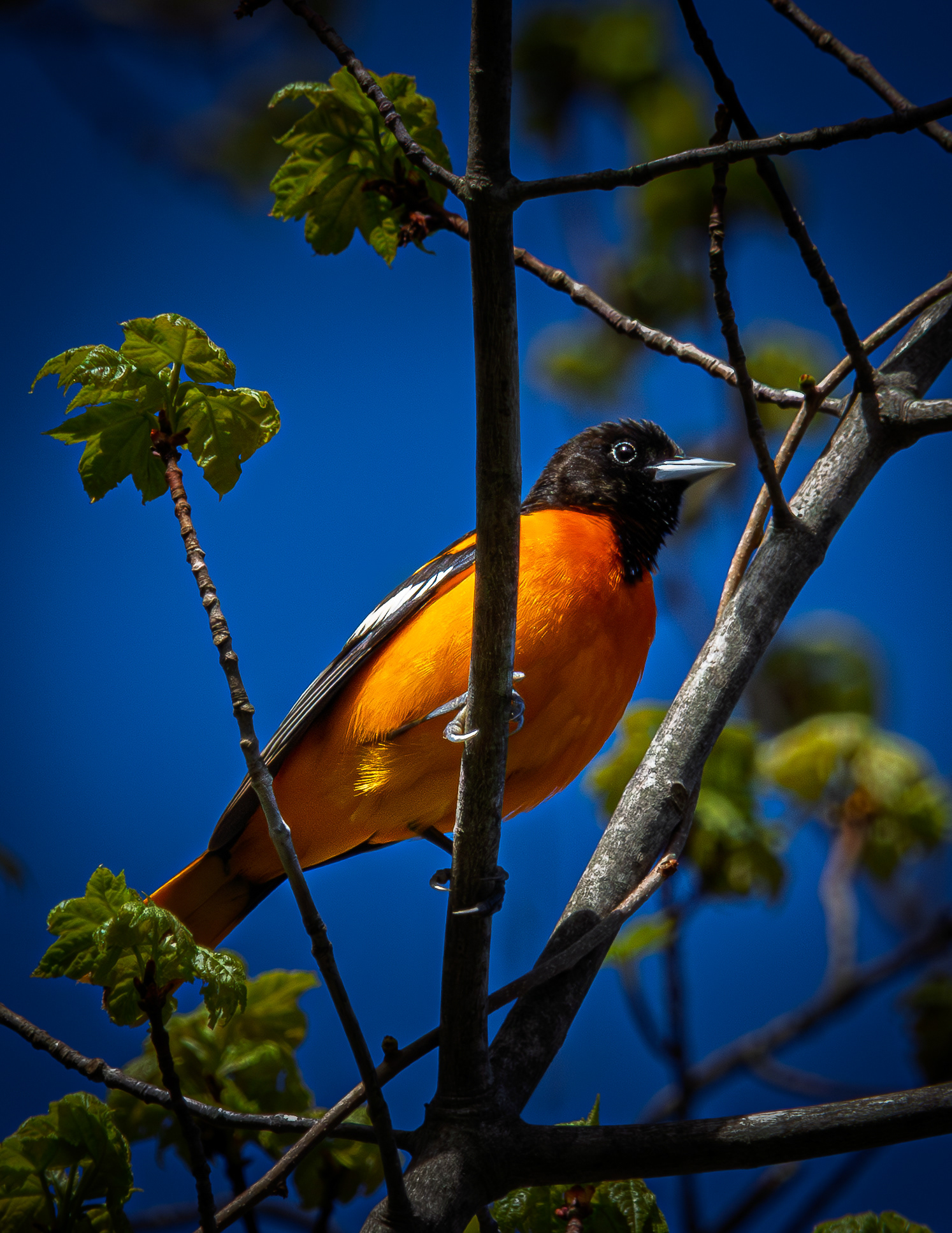 Male Baltimore Oriole - May 7, 2026