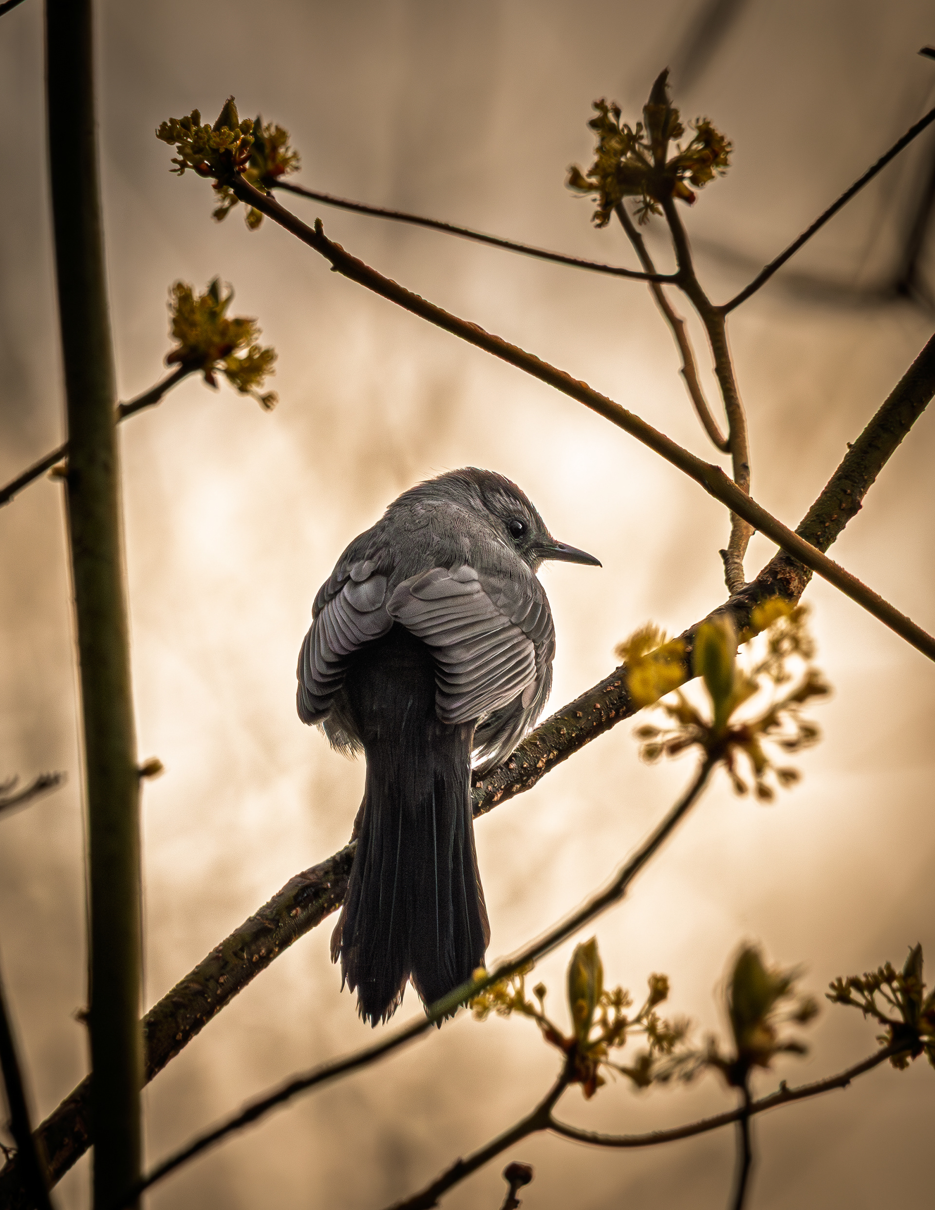 Catbird No1