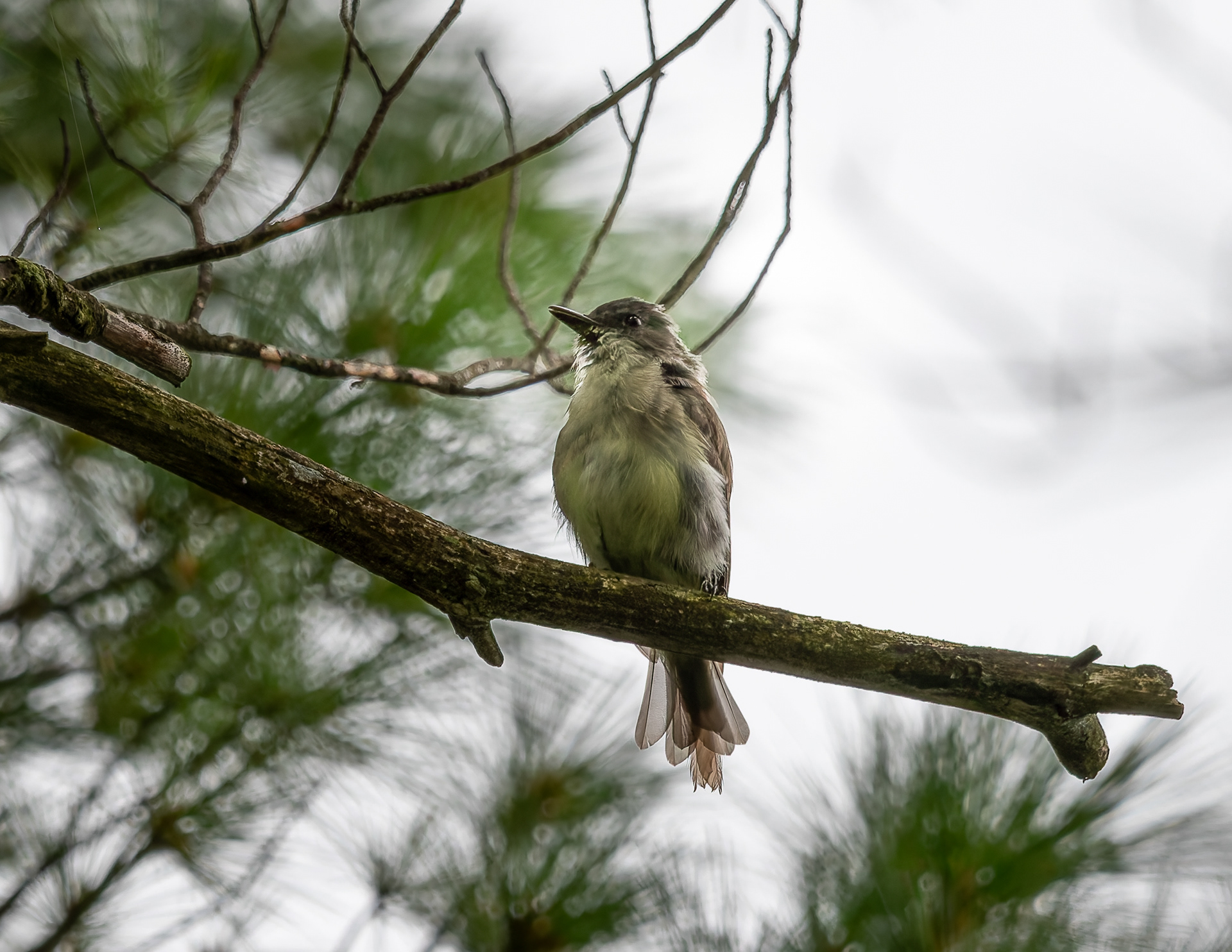 Eastern Phoebe