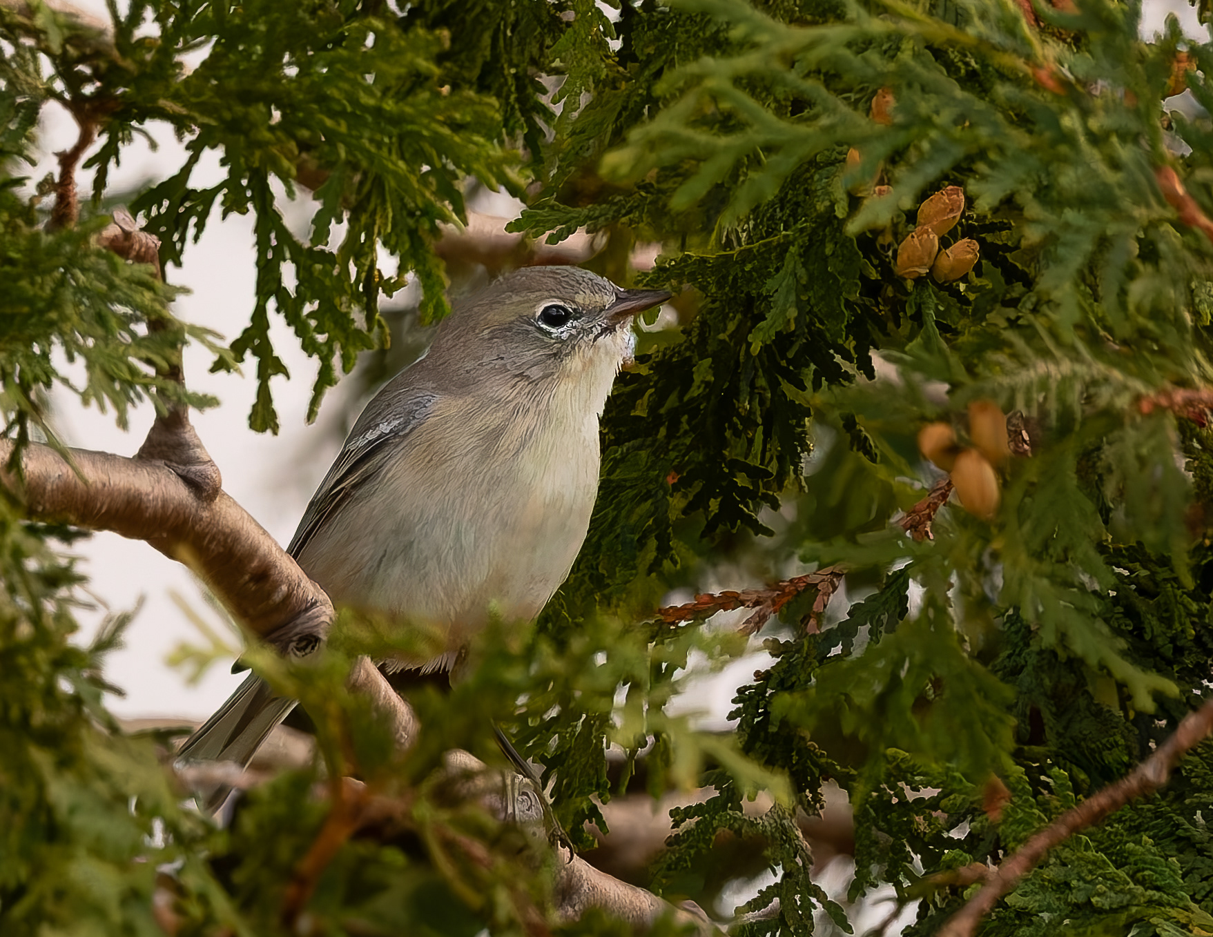 Female Ruby-crowned Kinglet - September 8, 2026
