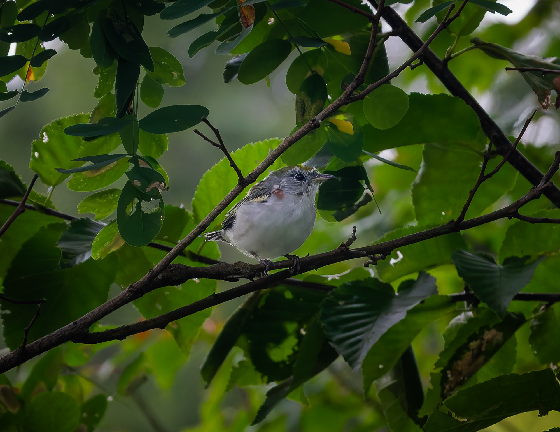 Chestnut-sided Warbler
