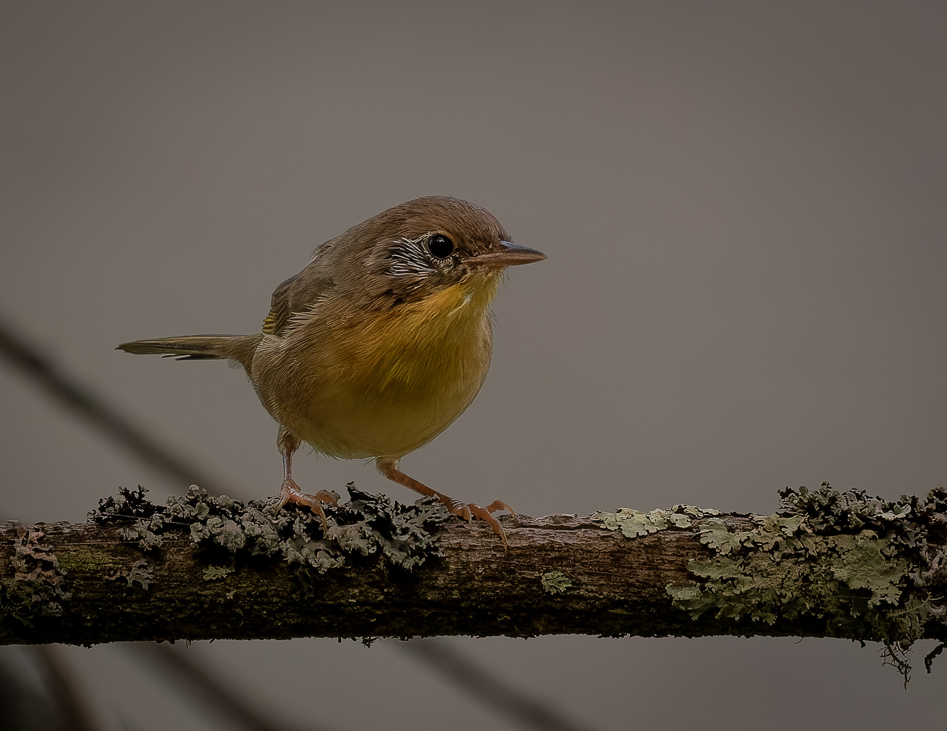 Common Yellowthroat No2