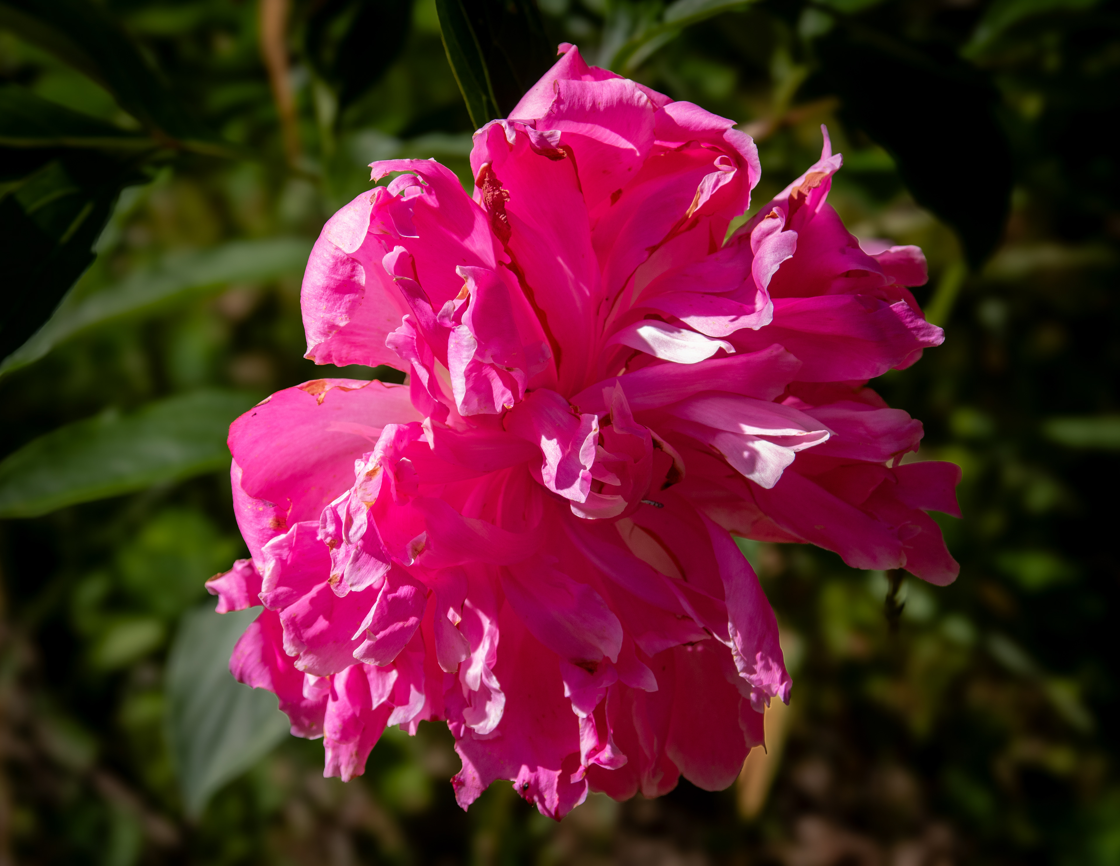 Peony