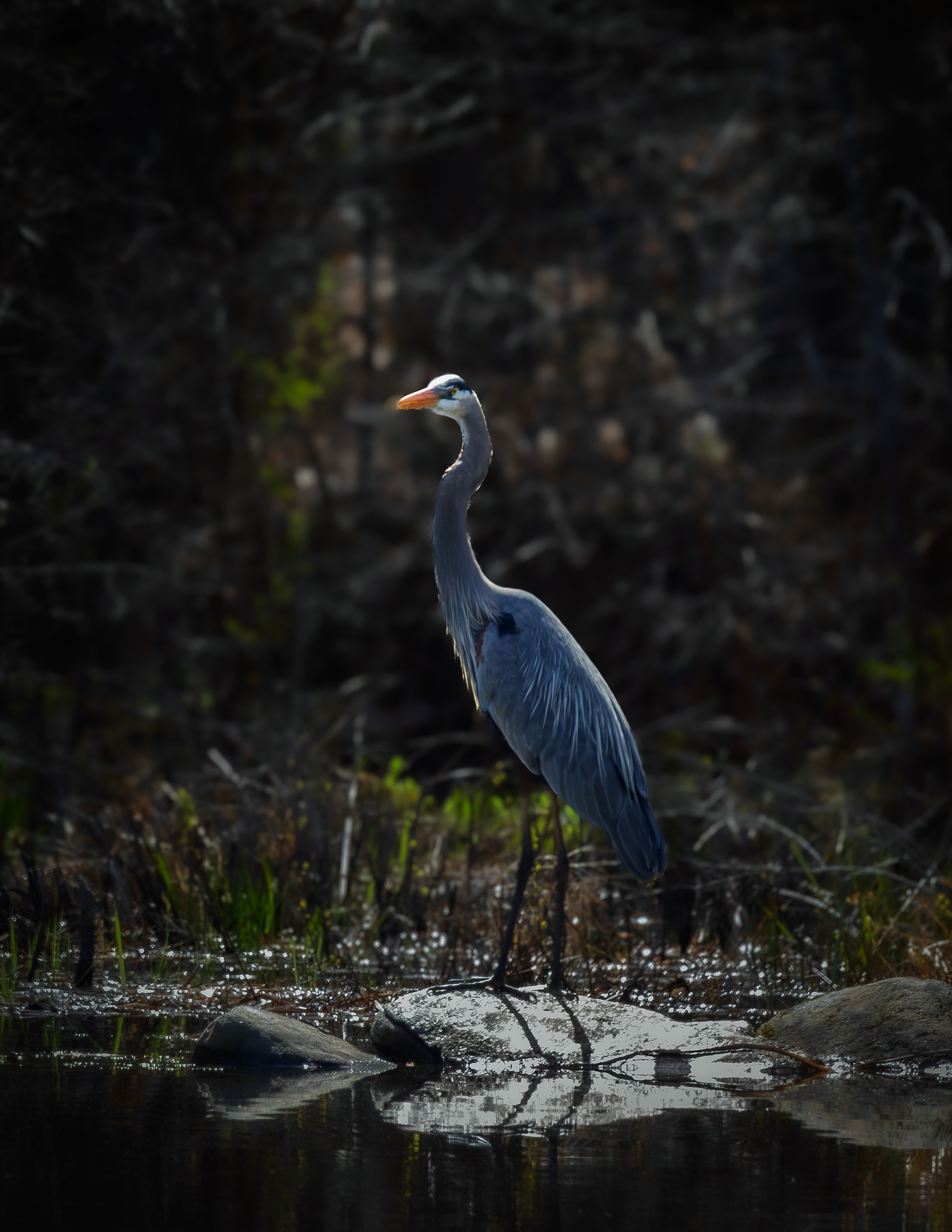 Great Blow Heron No1