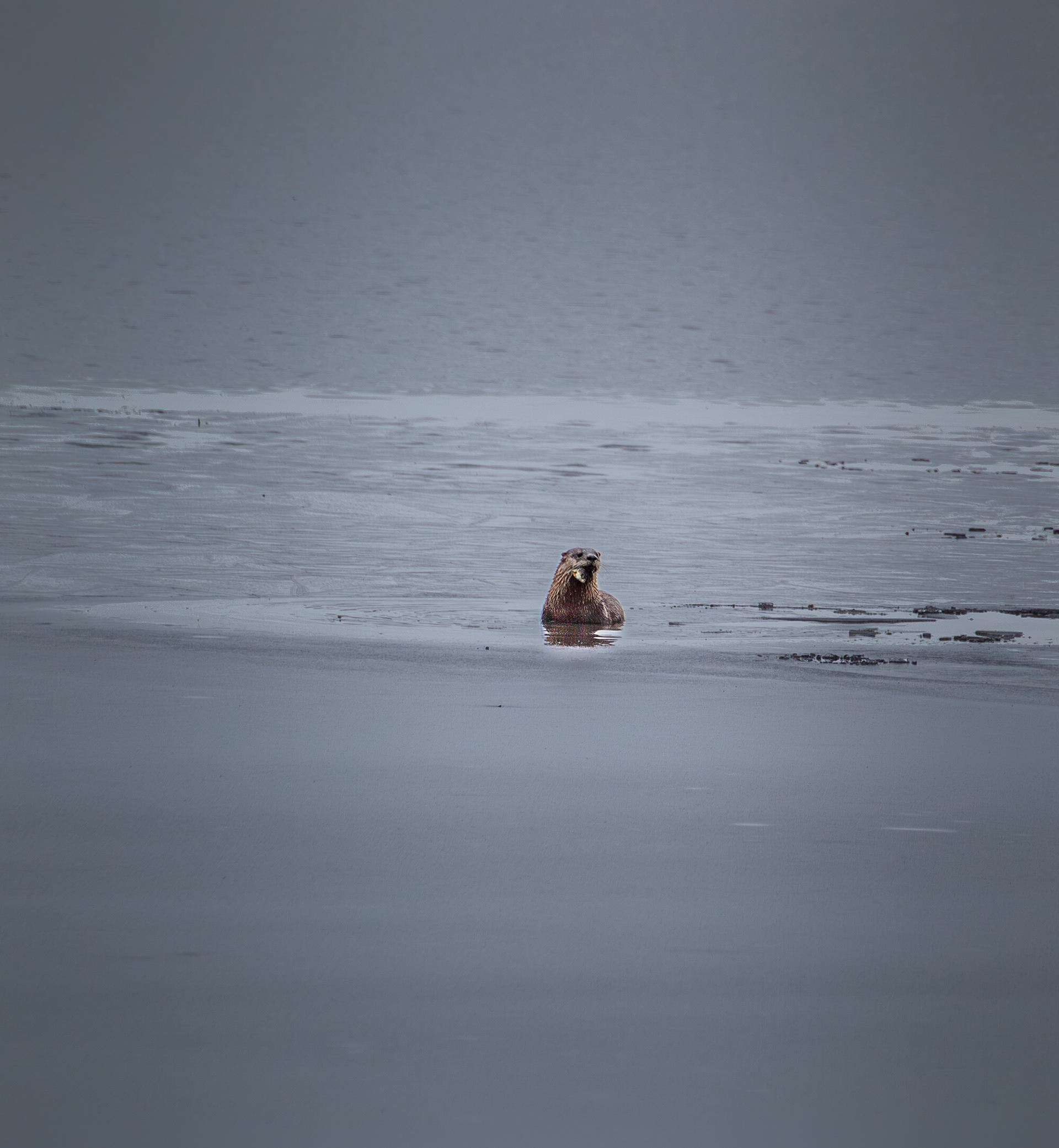 Otter Feeding on the Ice at Shellcamp Lake No2