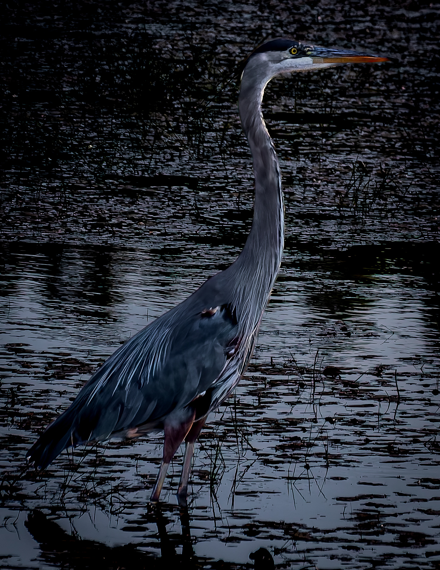 Great Blue Heron No1 - September 18, 2026