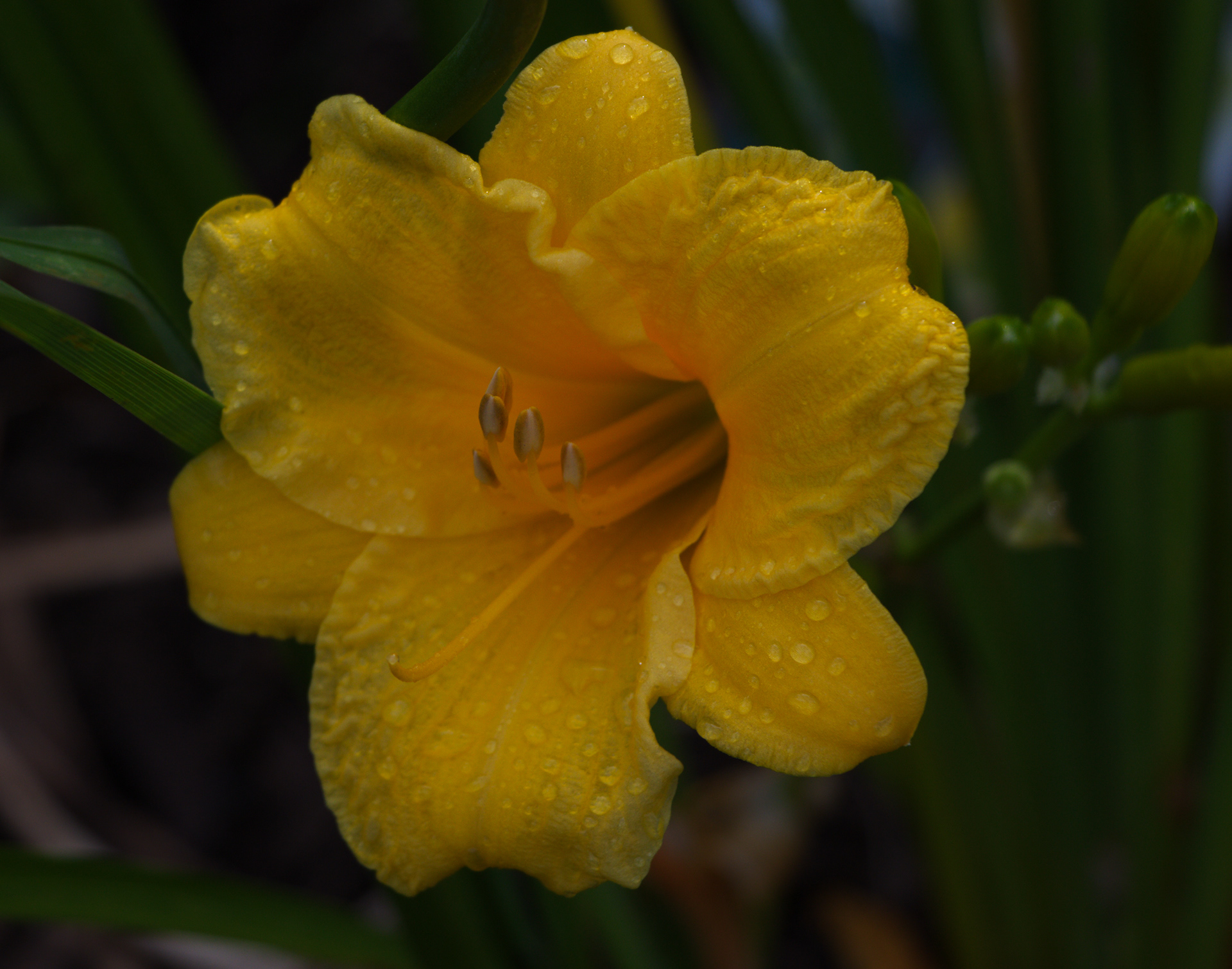 Stella D'oro Daylily
