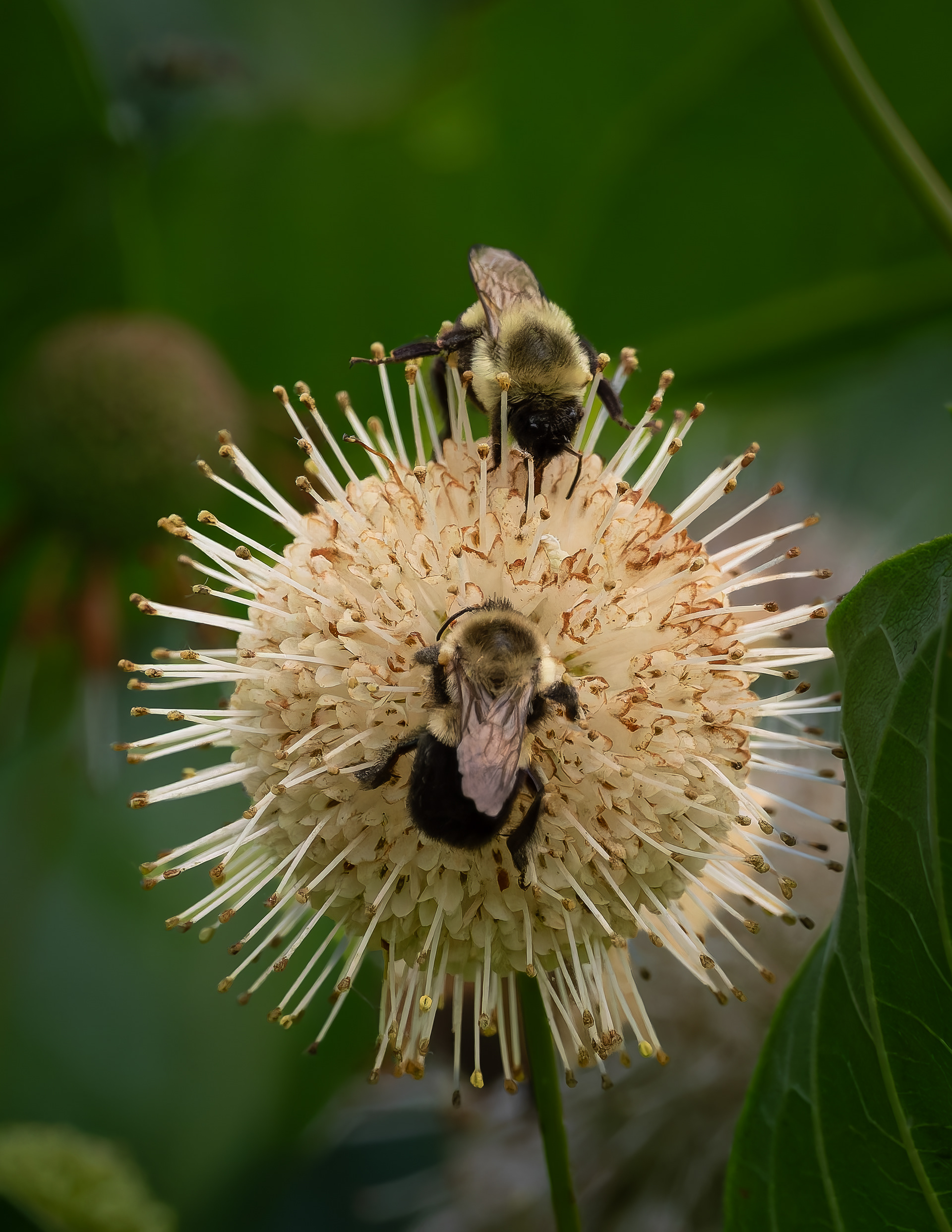 Bumblebees on Buttonbush - August 2, 2026