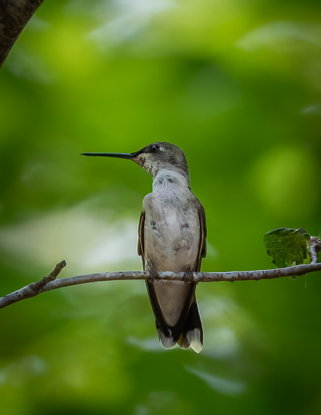 Female Ruby-throated Hummingbird