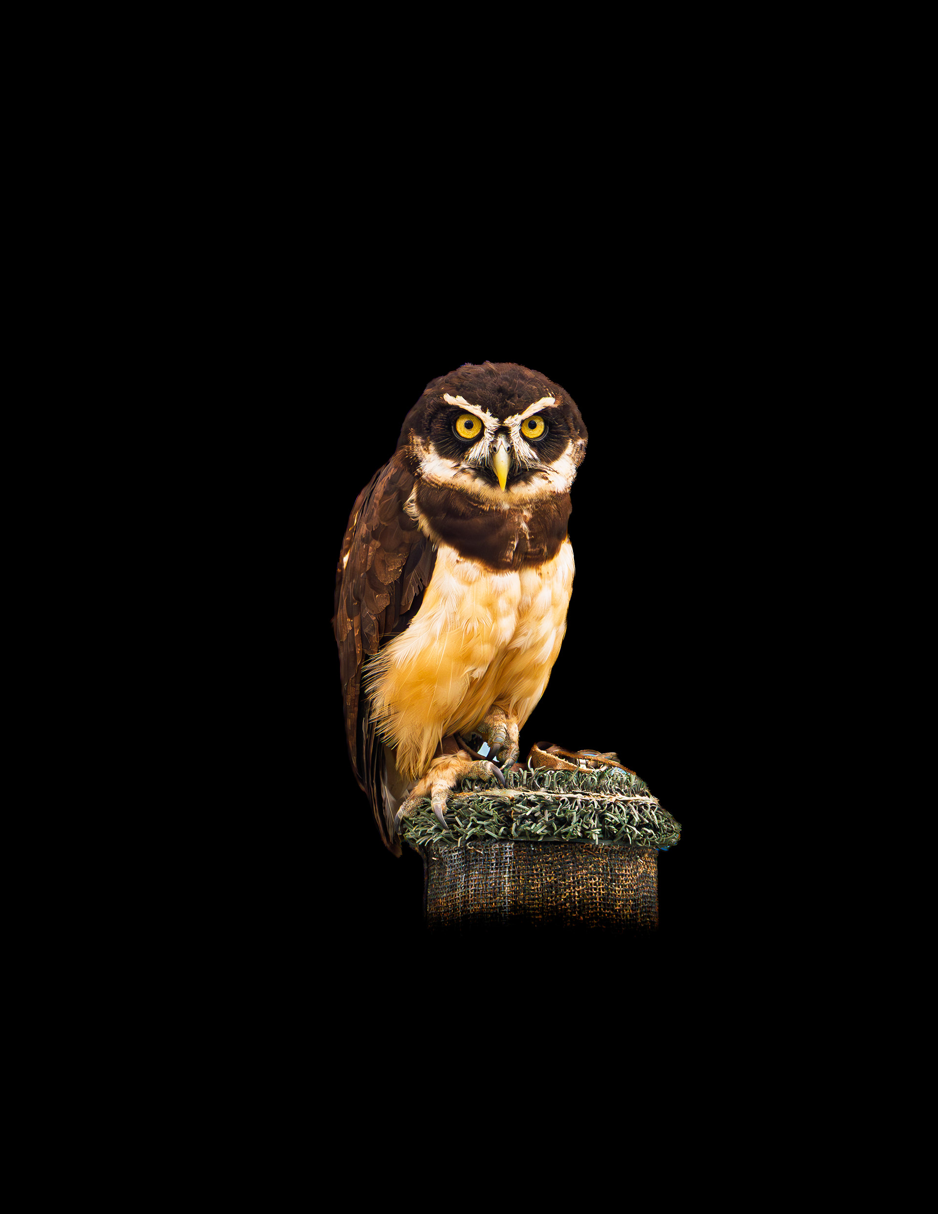 Spectacled Owl No2