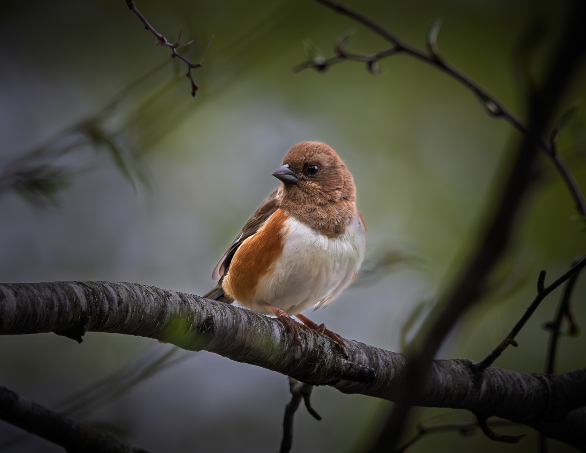 Female Eastern Towhee at CSV