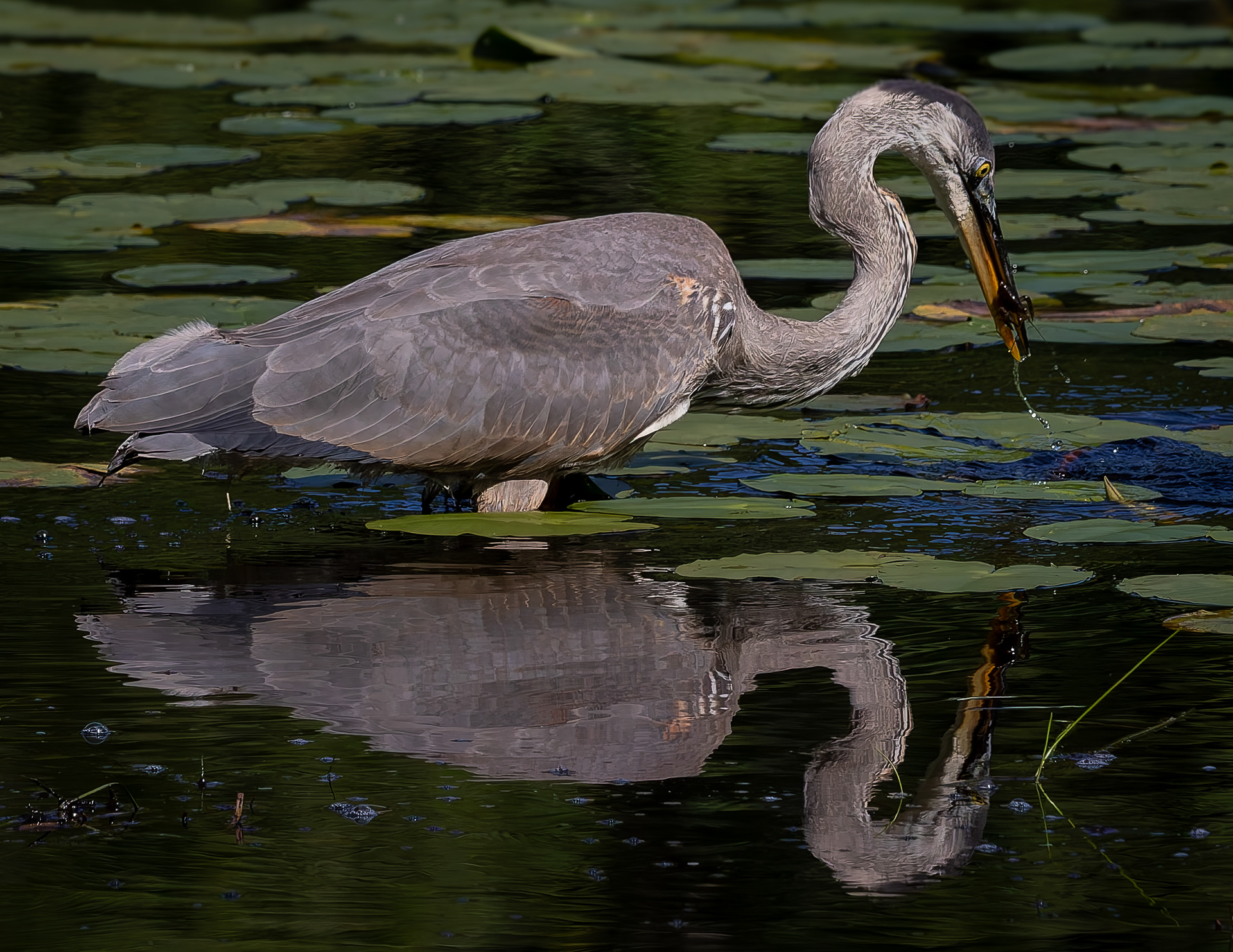 Great Blue Heron No13