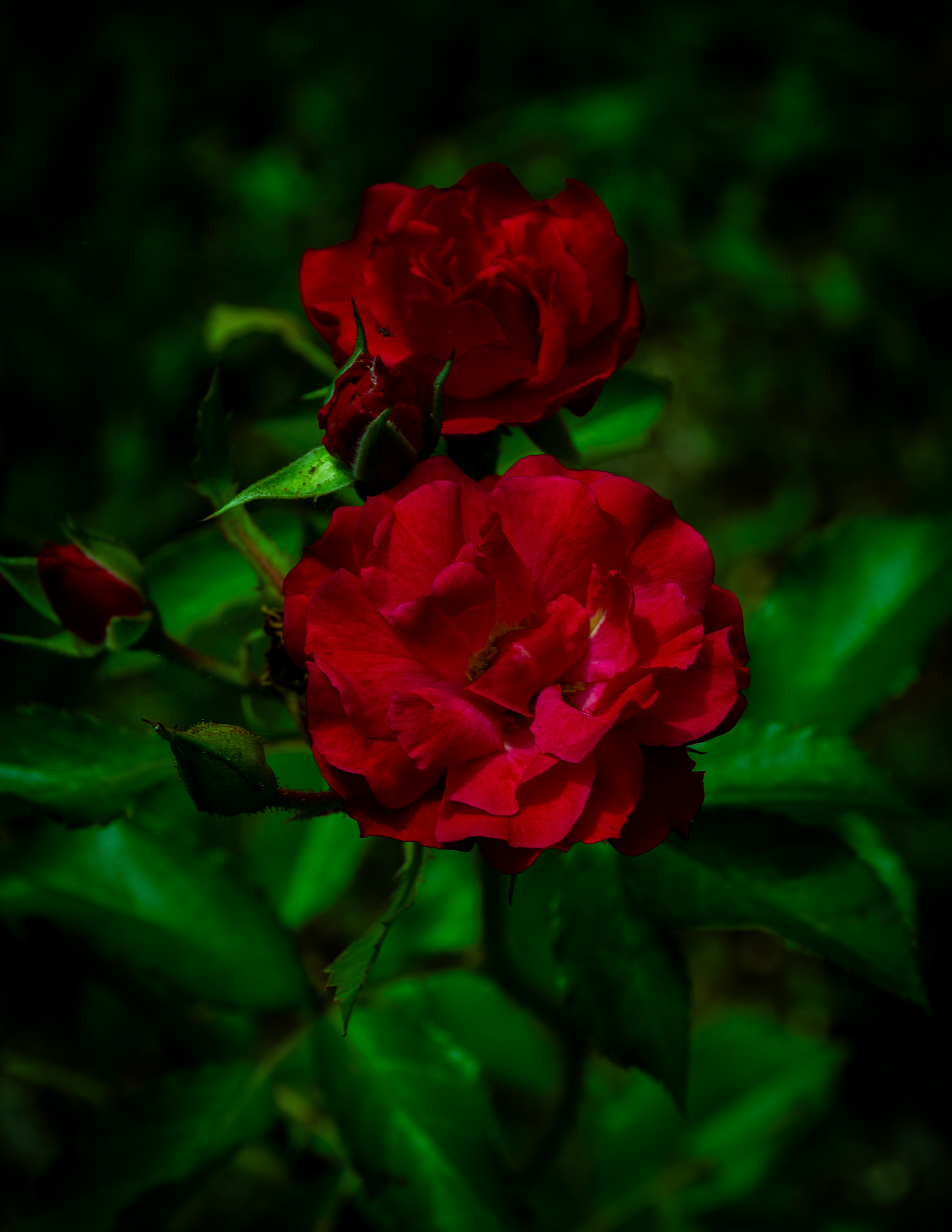 Red Roses