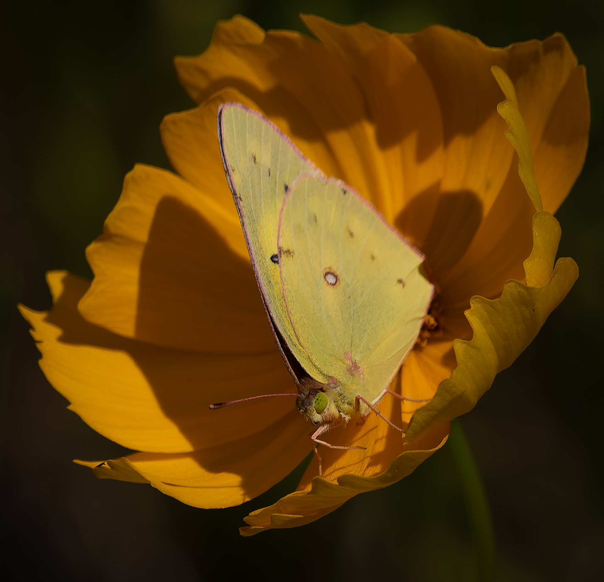 Clouded Sulphur Butterfly